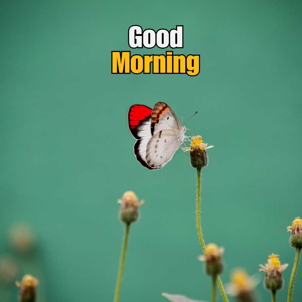 Good Morning Butterfly Images
