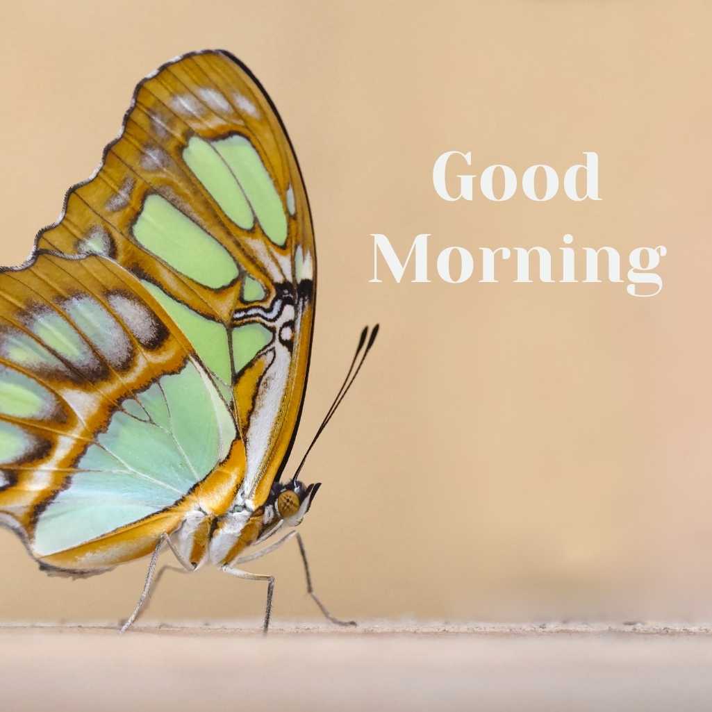 Good Morning Butterfly Images