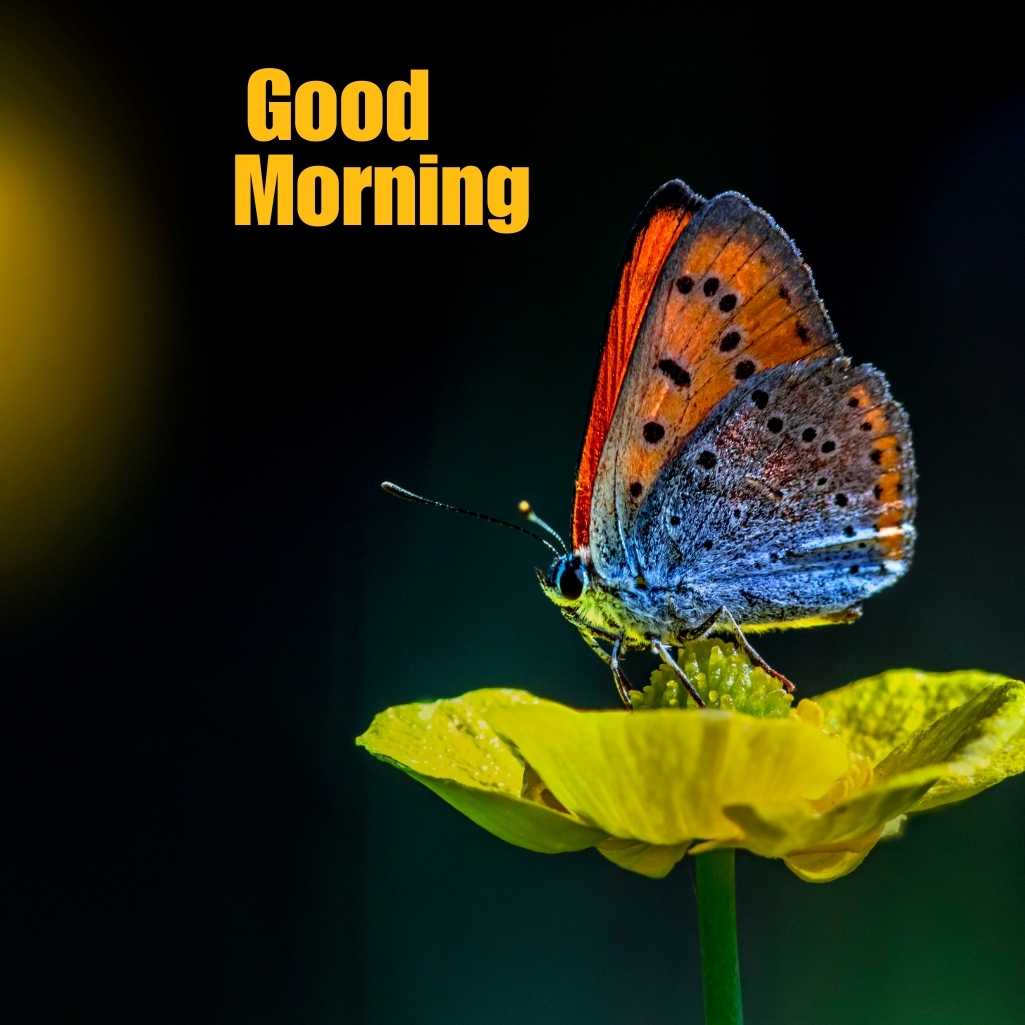 Good Morning Butterfly Images