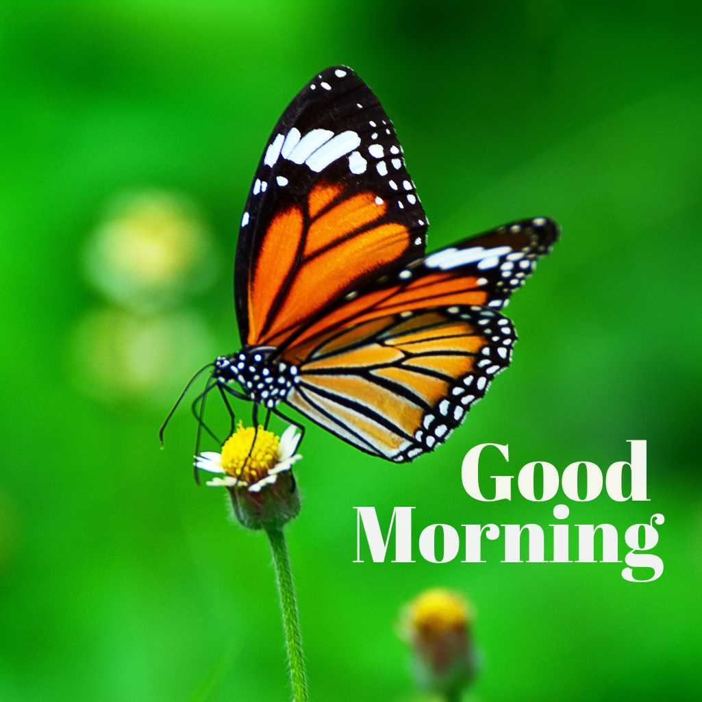 Good Morning Butterfly Images