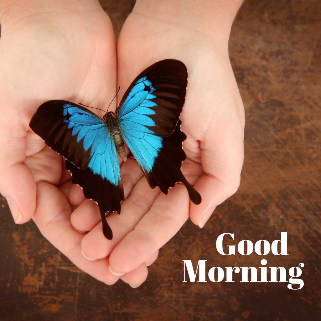 Good Morning Butterfly Images

