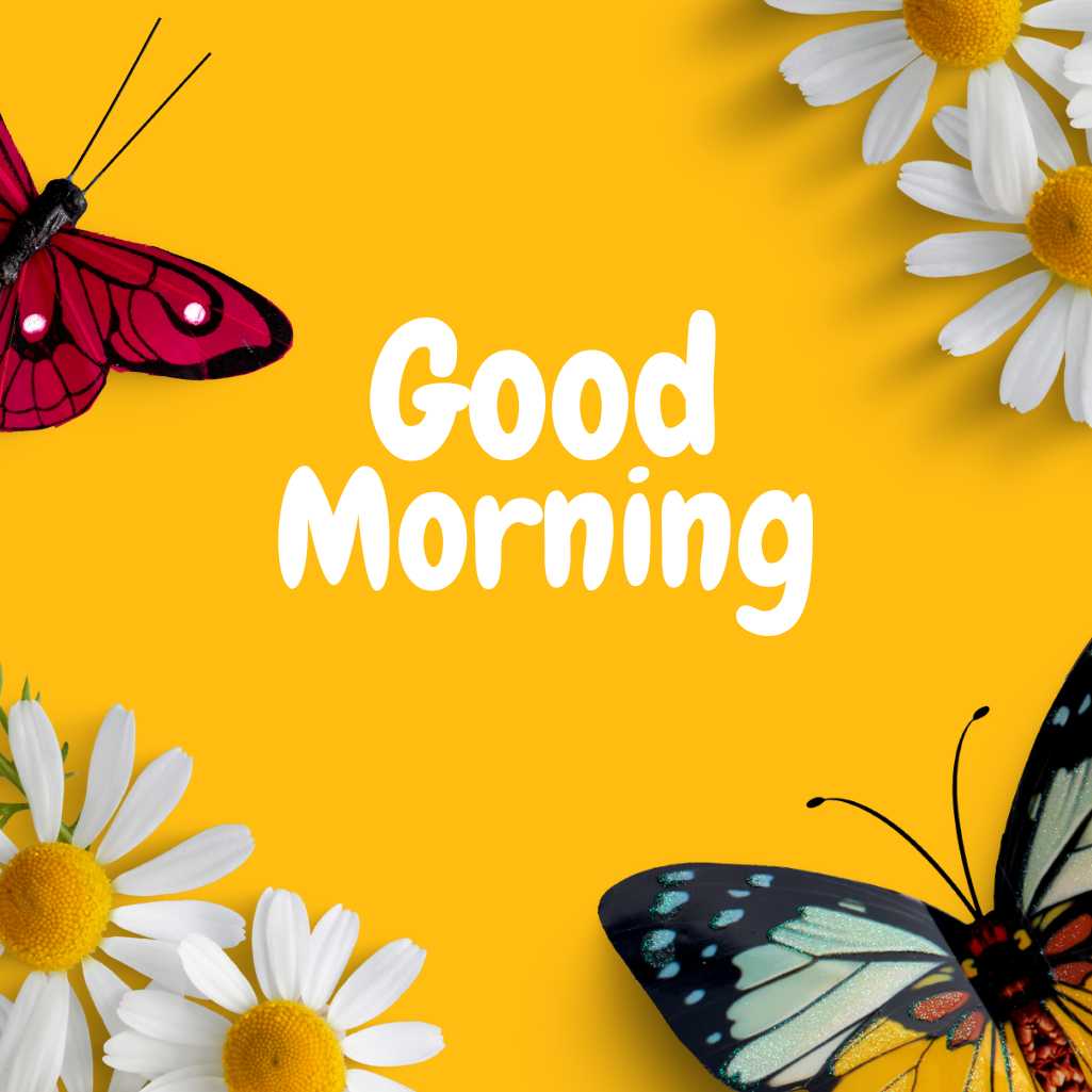 Good Morning Butterfly Images