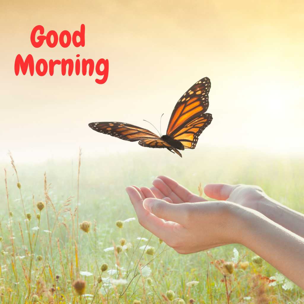 Good Morning Butterfly Images
