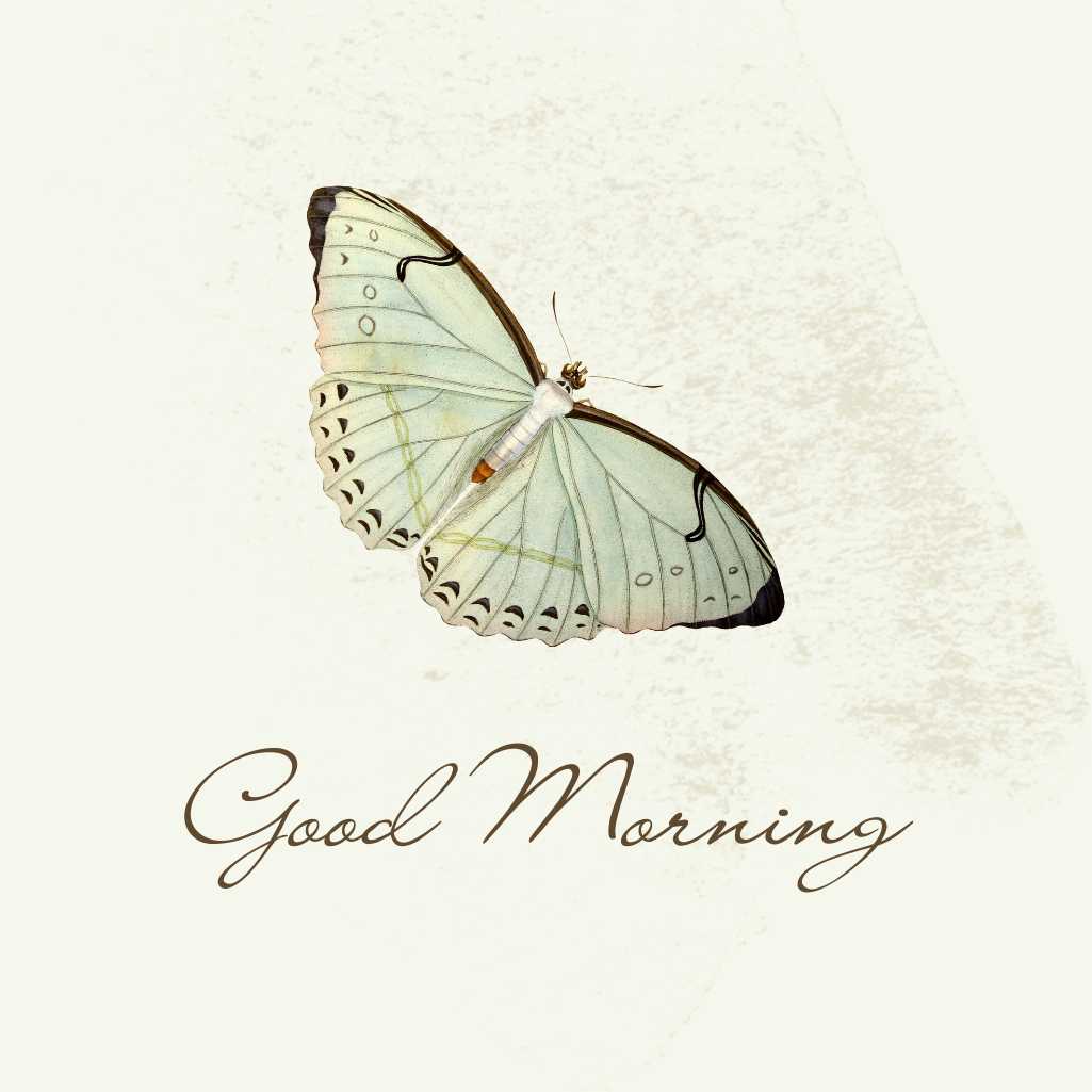 Good Morning Butterfly Images