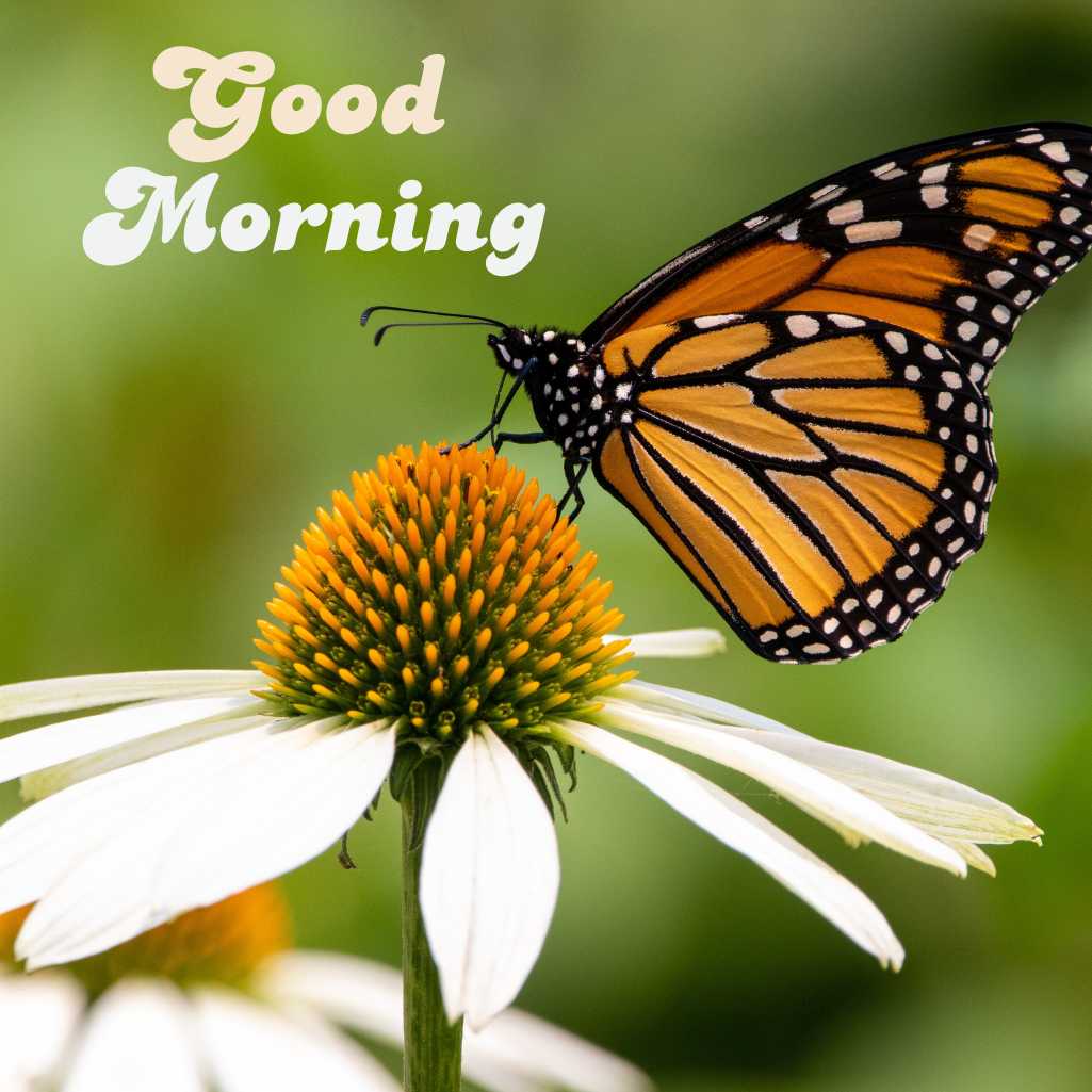 Good Morning Butterfly Images