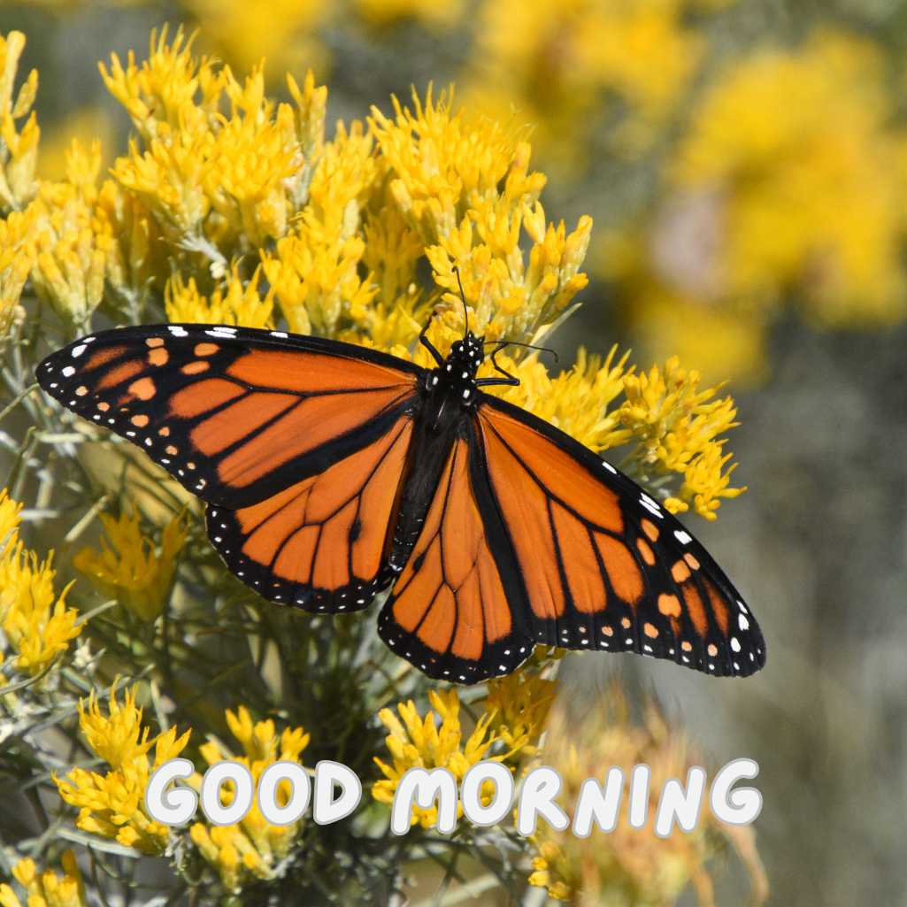 Good Morning Butterfly Images
