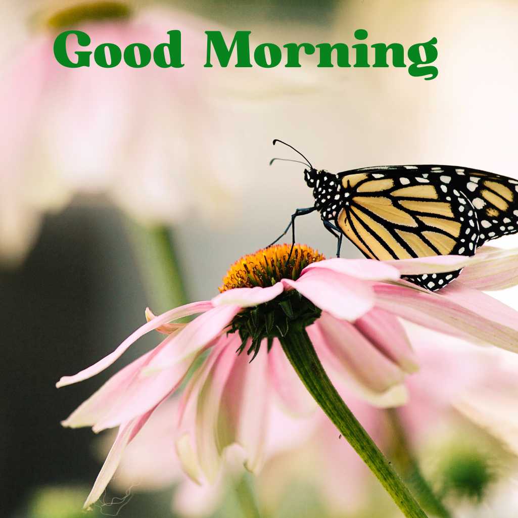 Good Morning Butterfly Images