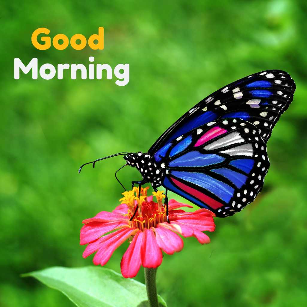 Good Morning Butterfly Images