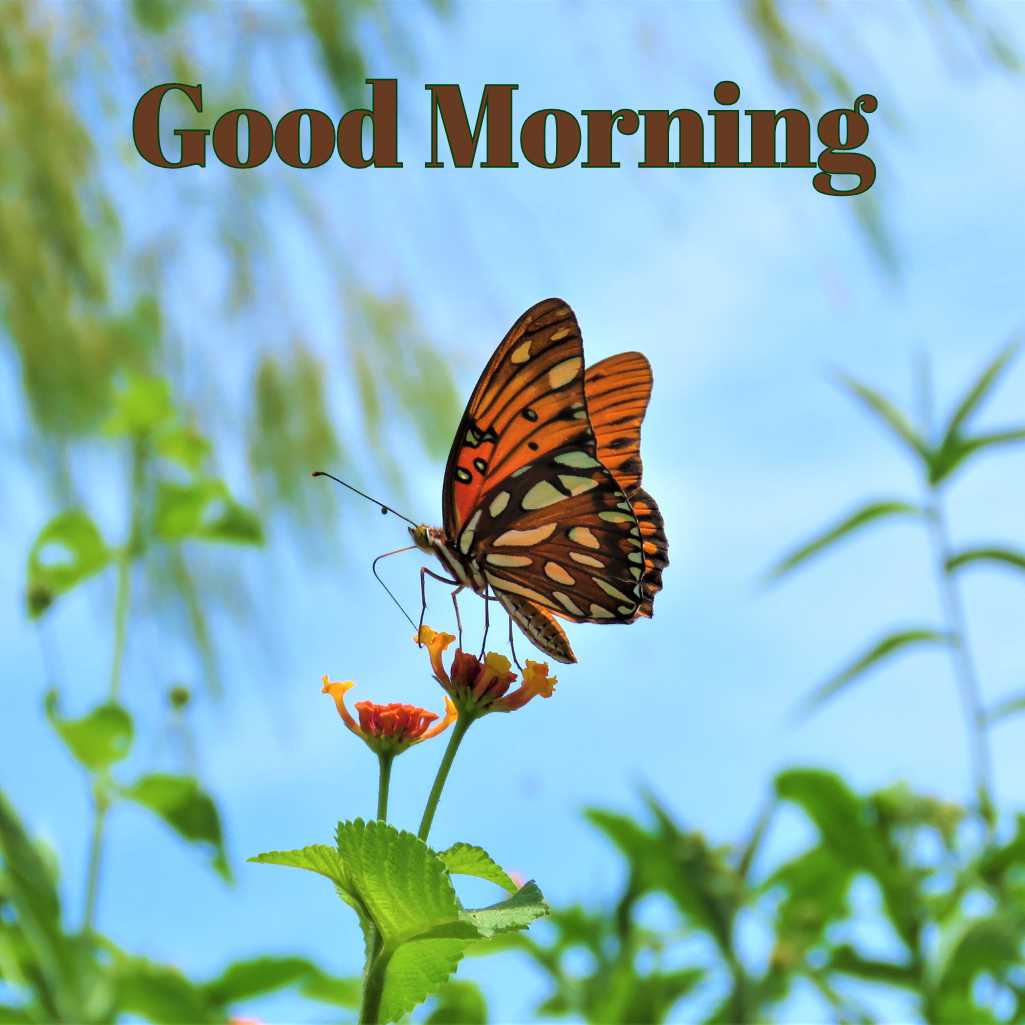 Good Morning Butterfly Images