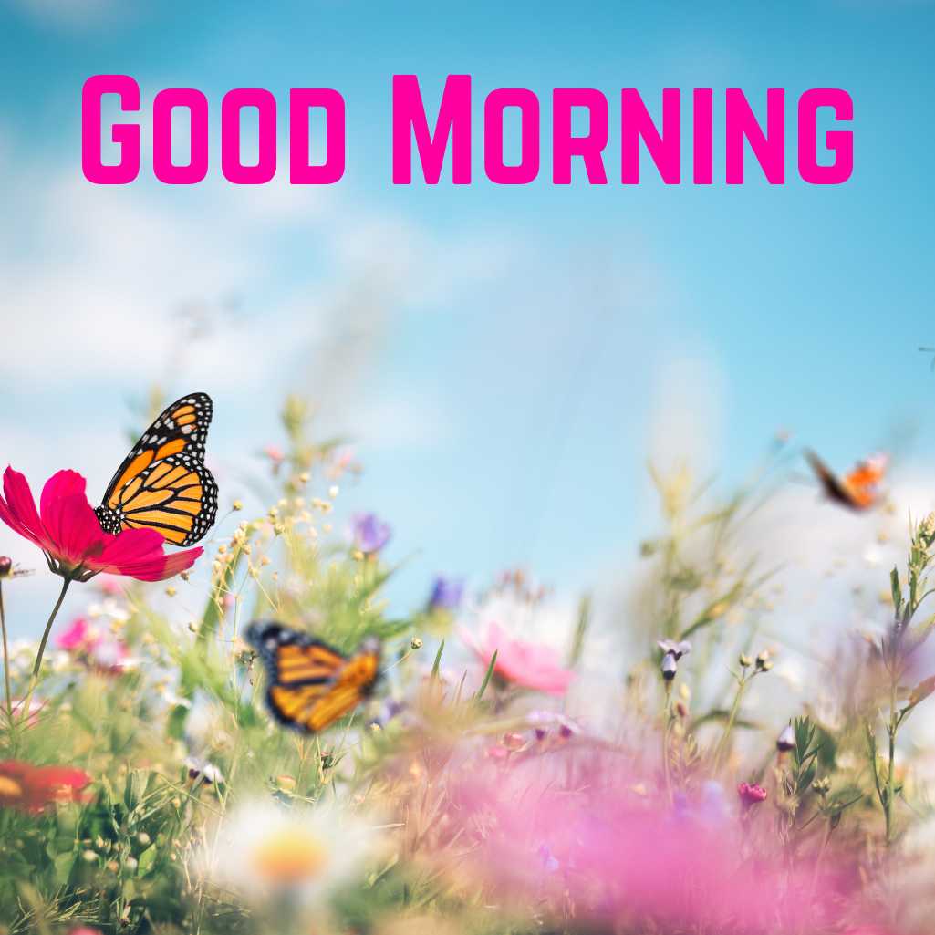 Good Morning Butterfly Images