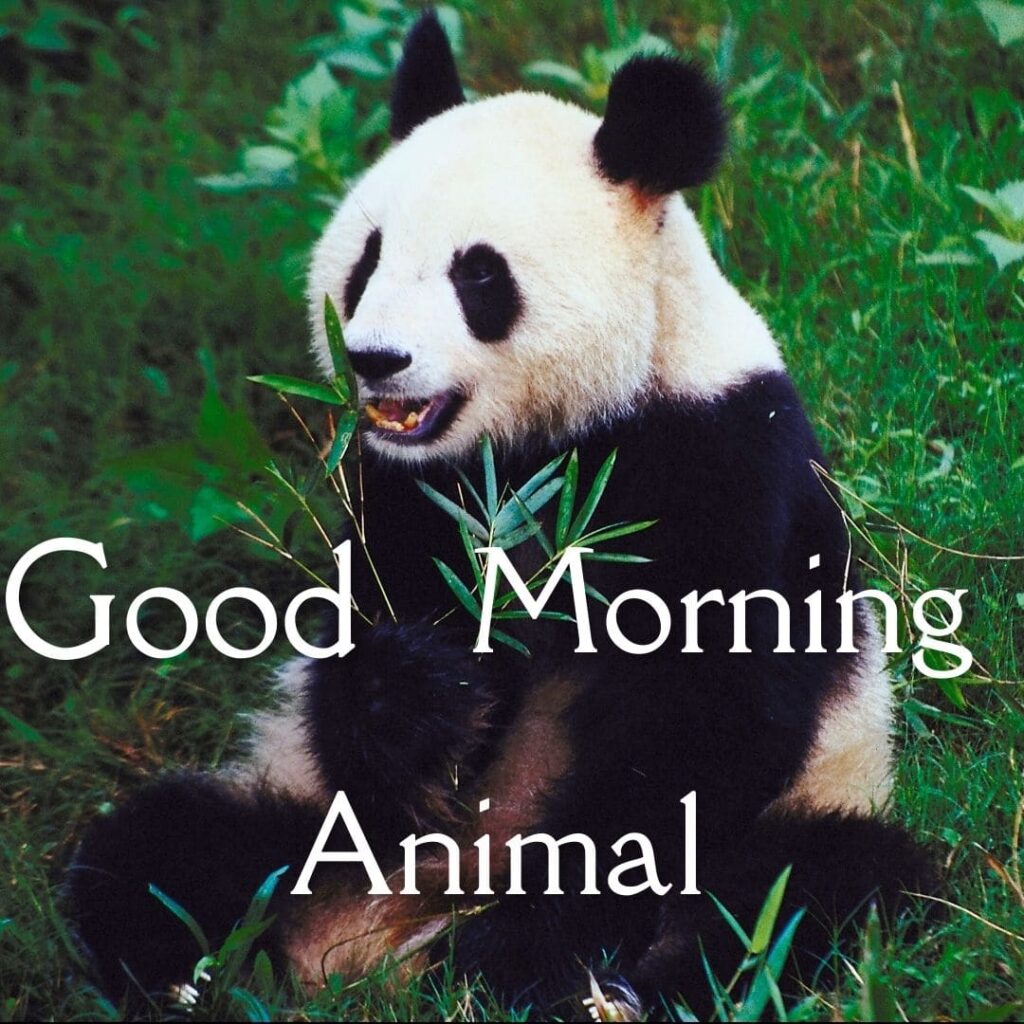 Good Morning Animal Images