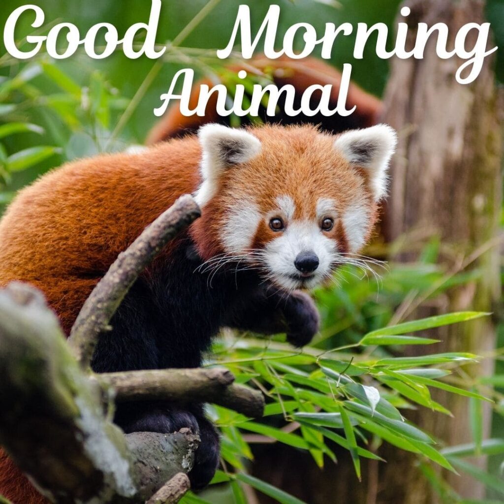 Good Morning Animal Images