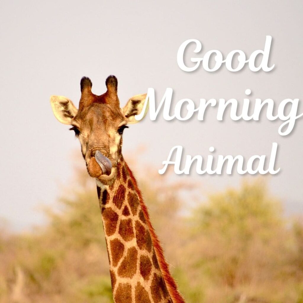 Good Morning Animal Images