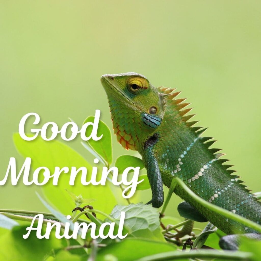 Good Morning Animal Images