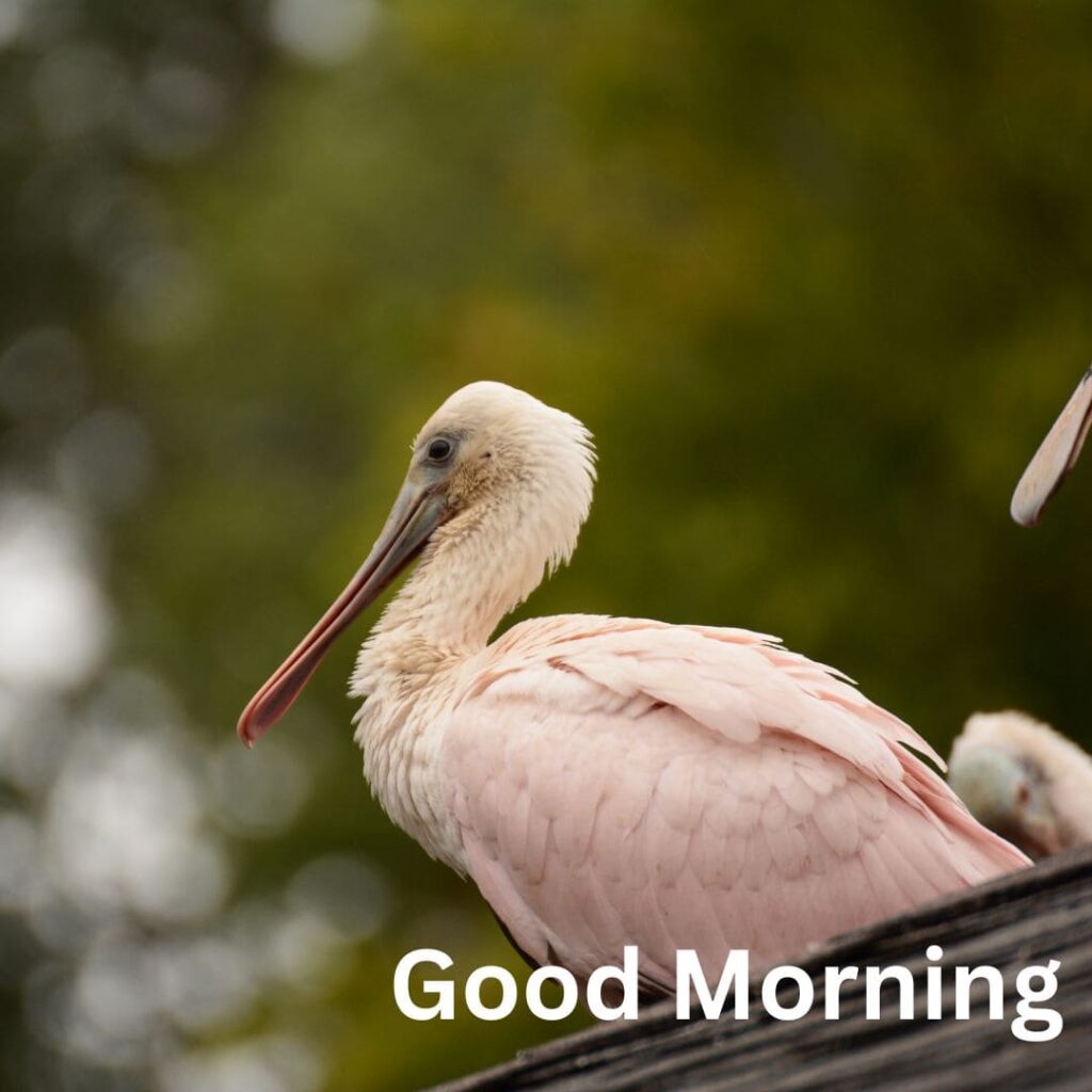  Good Morning Bird Image