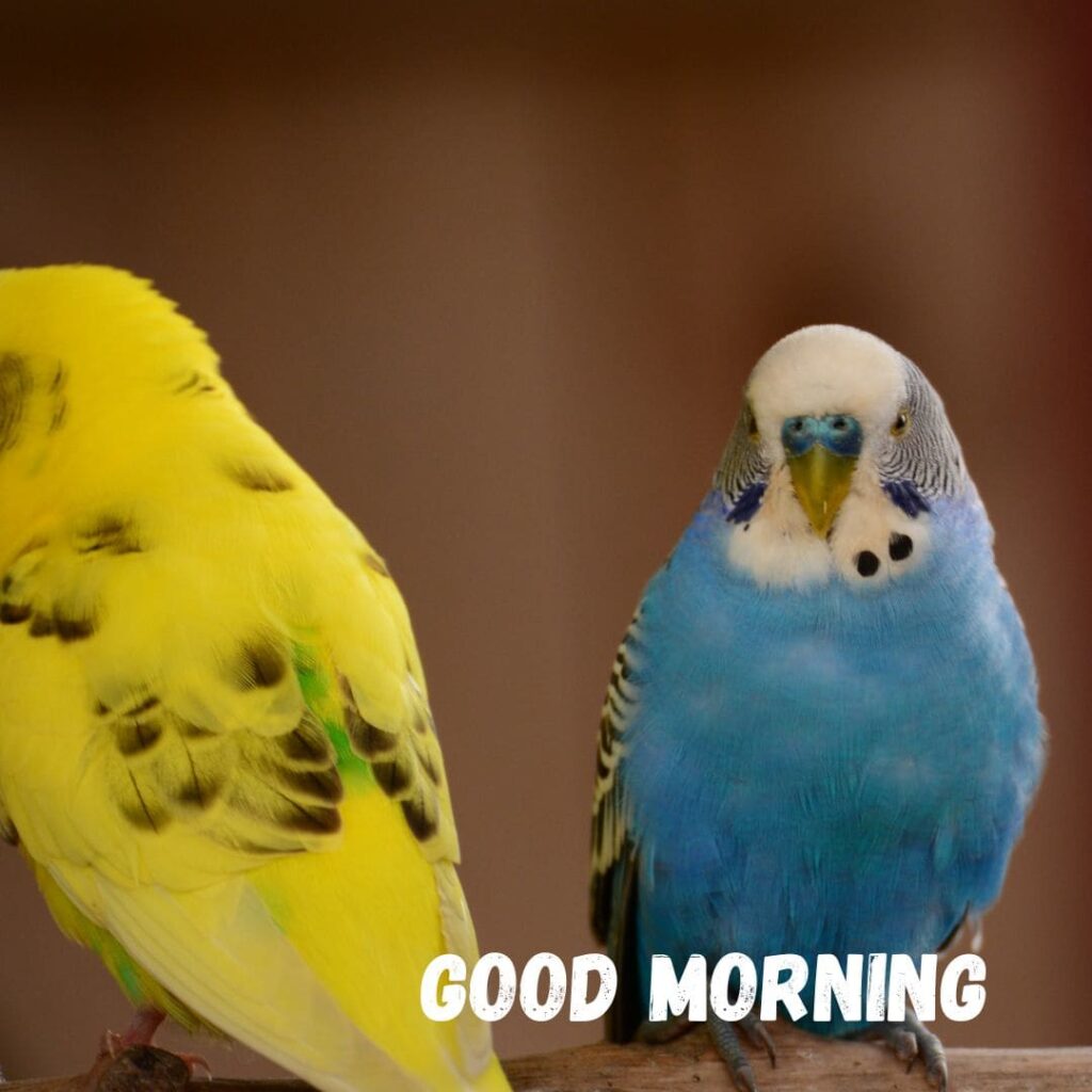 Good Morning Bird Images