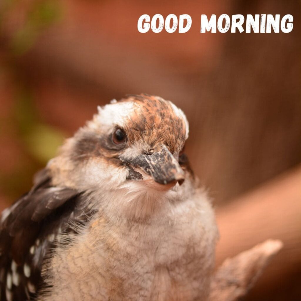 Good Morning Bird Images