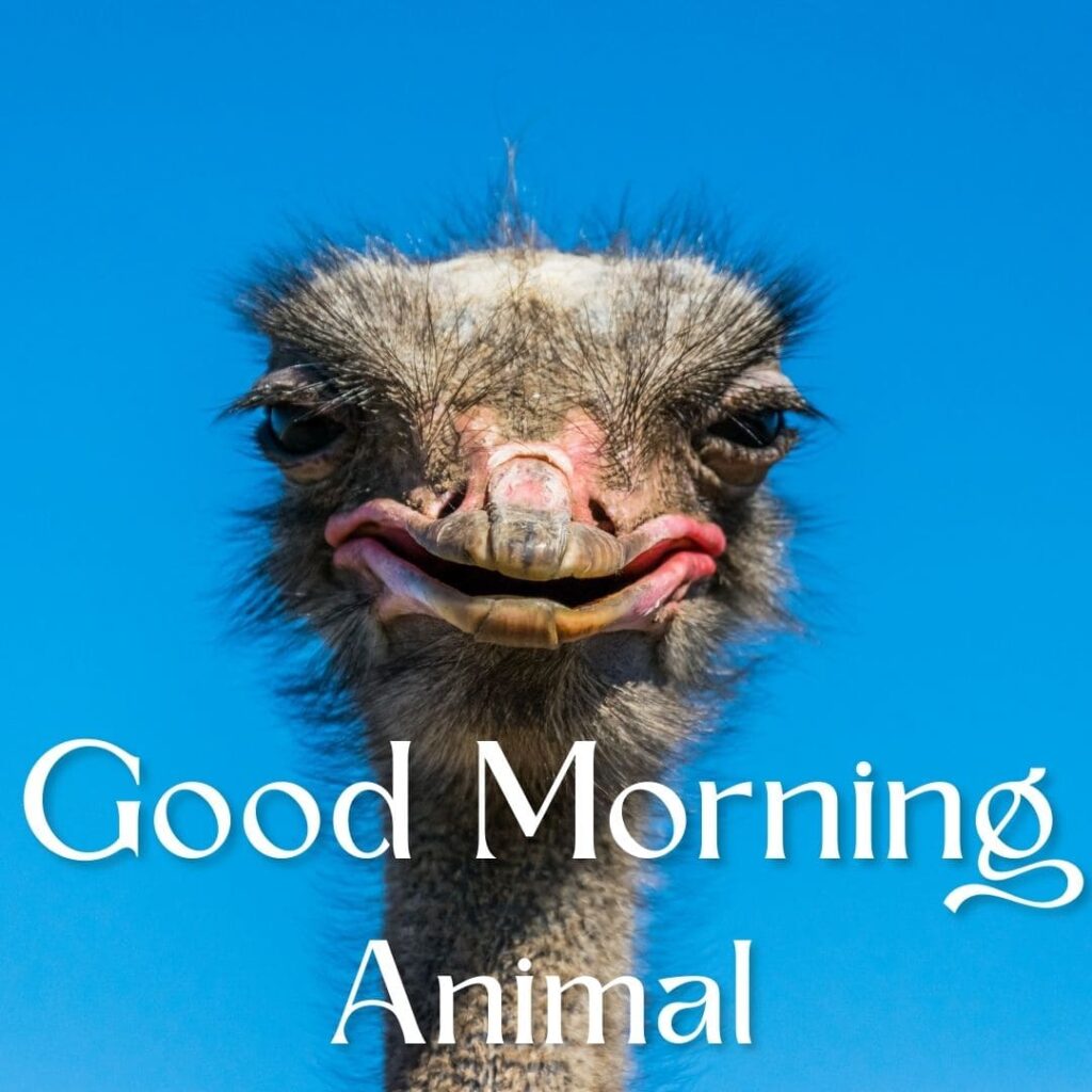 Good Morning Animal Images