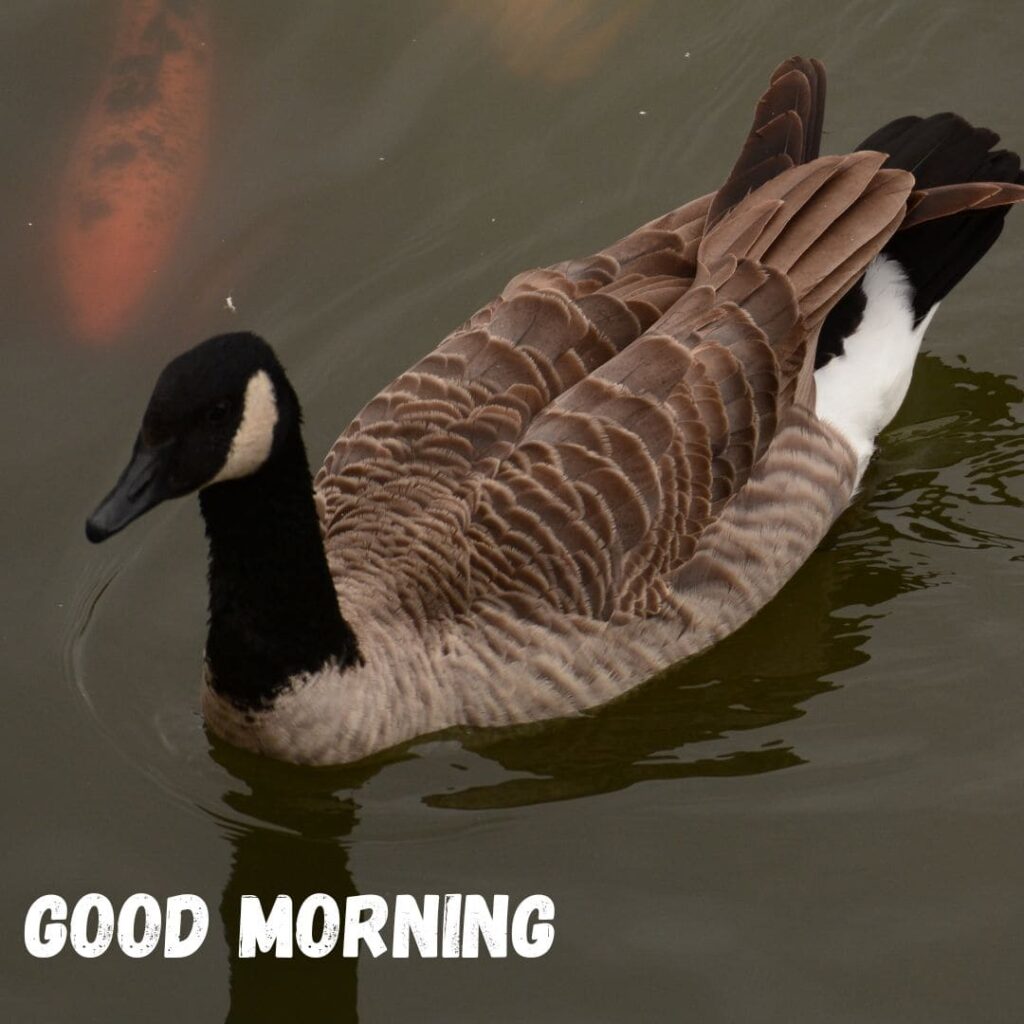  Good Morning Bird Image