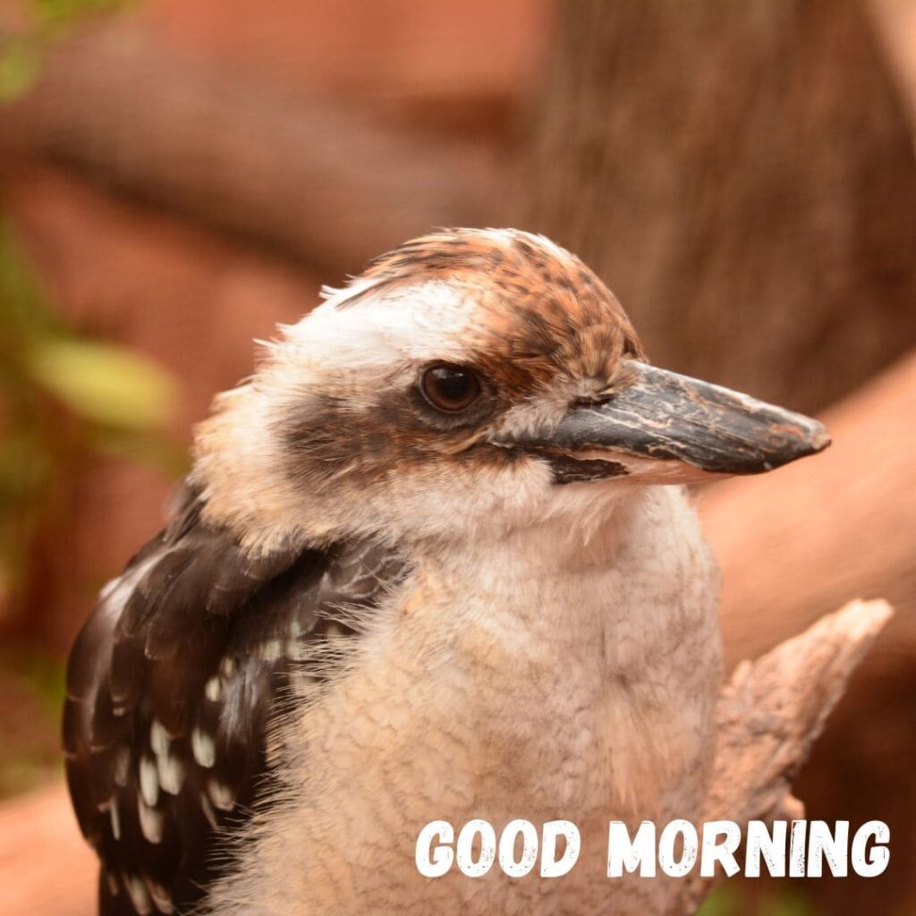 Good Morning Bird Images