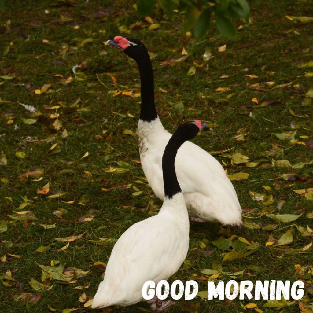 Good Morning Bird Images