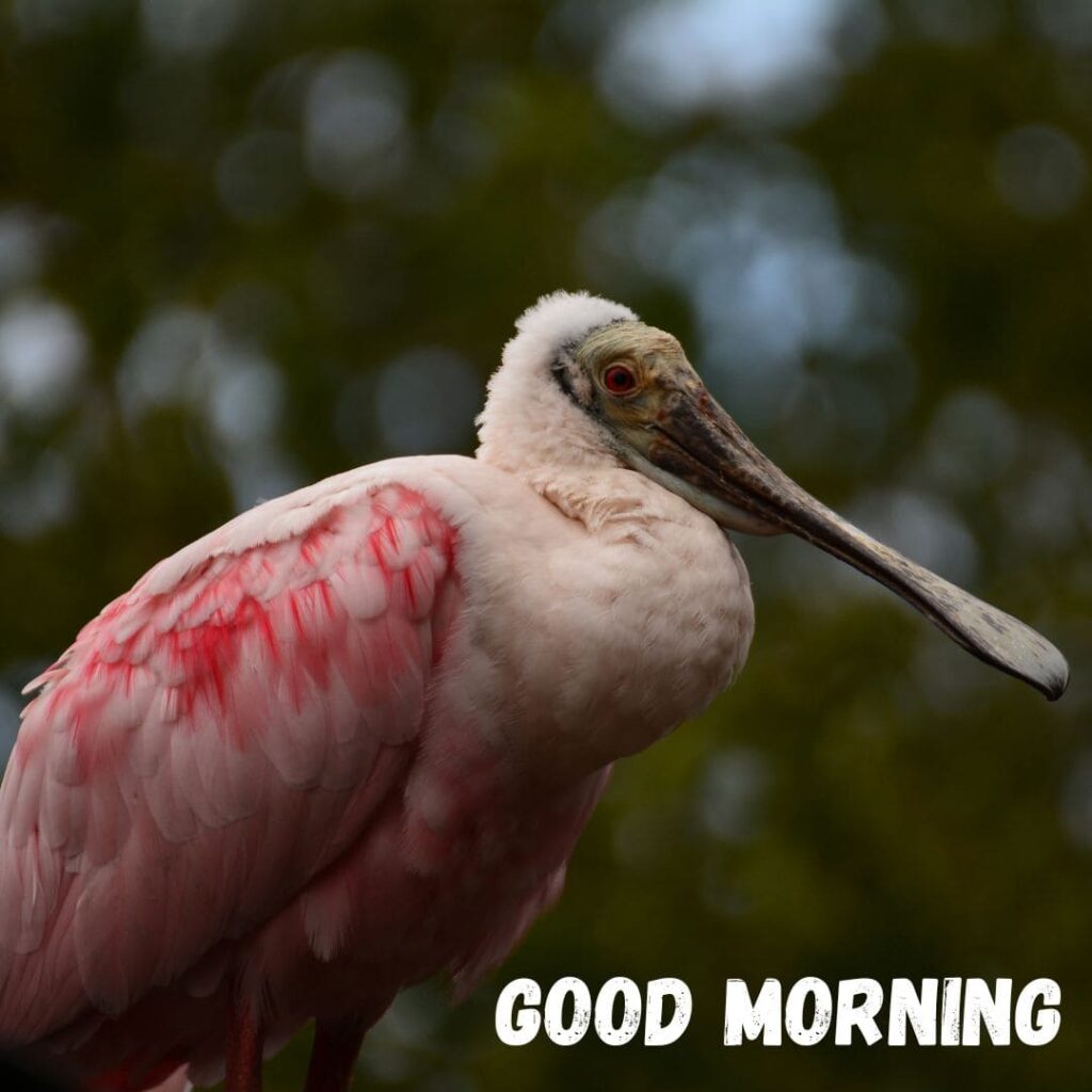 Good Morning Bird Images