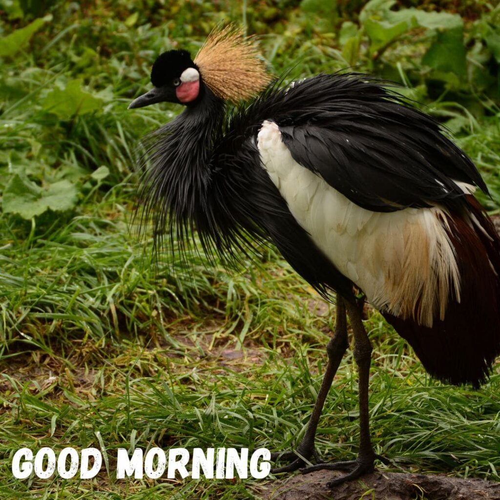 Good Morning Bird Images