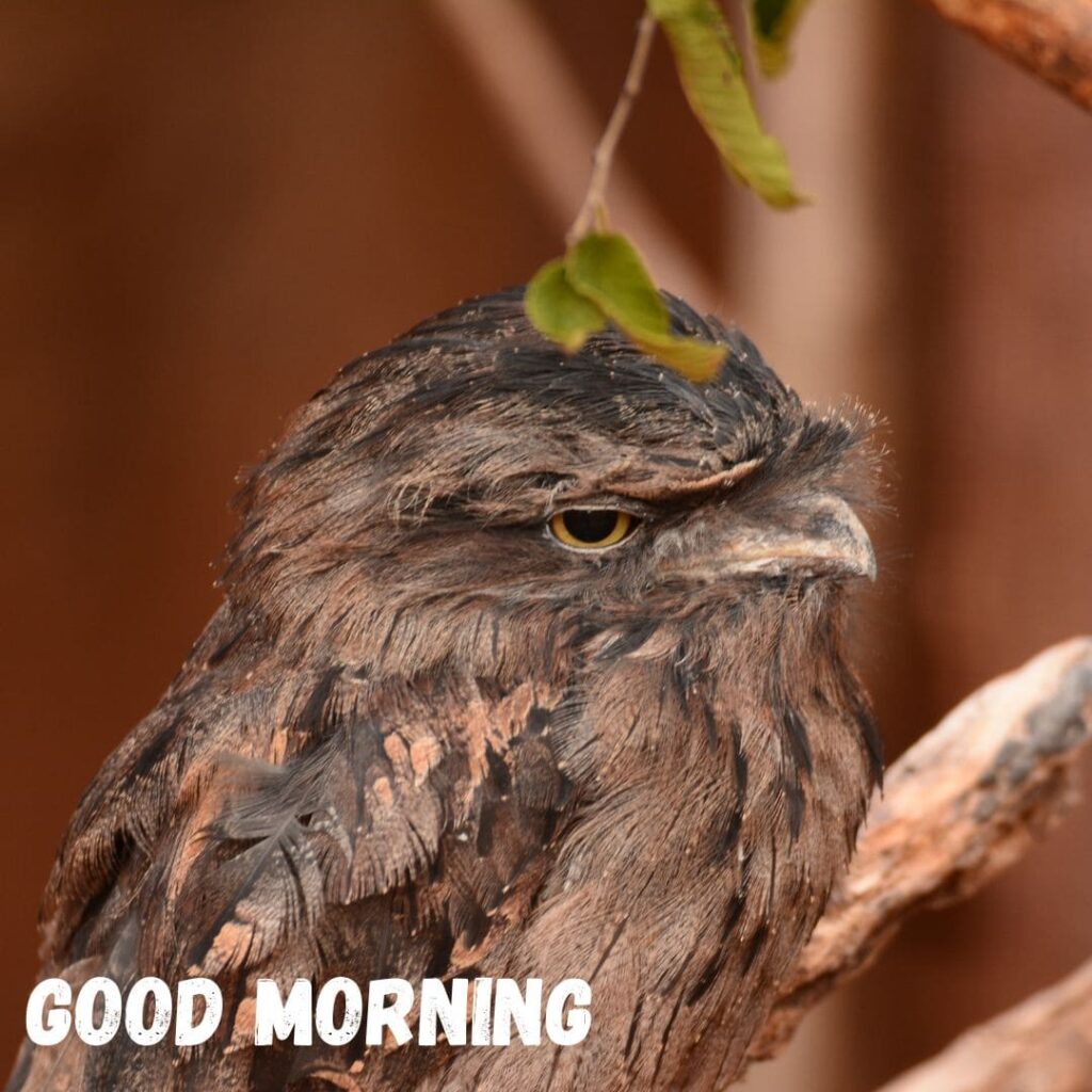 Good Morning Bird Images