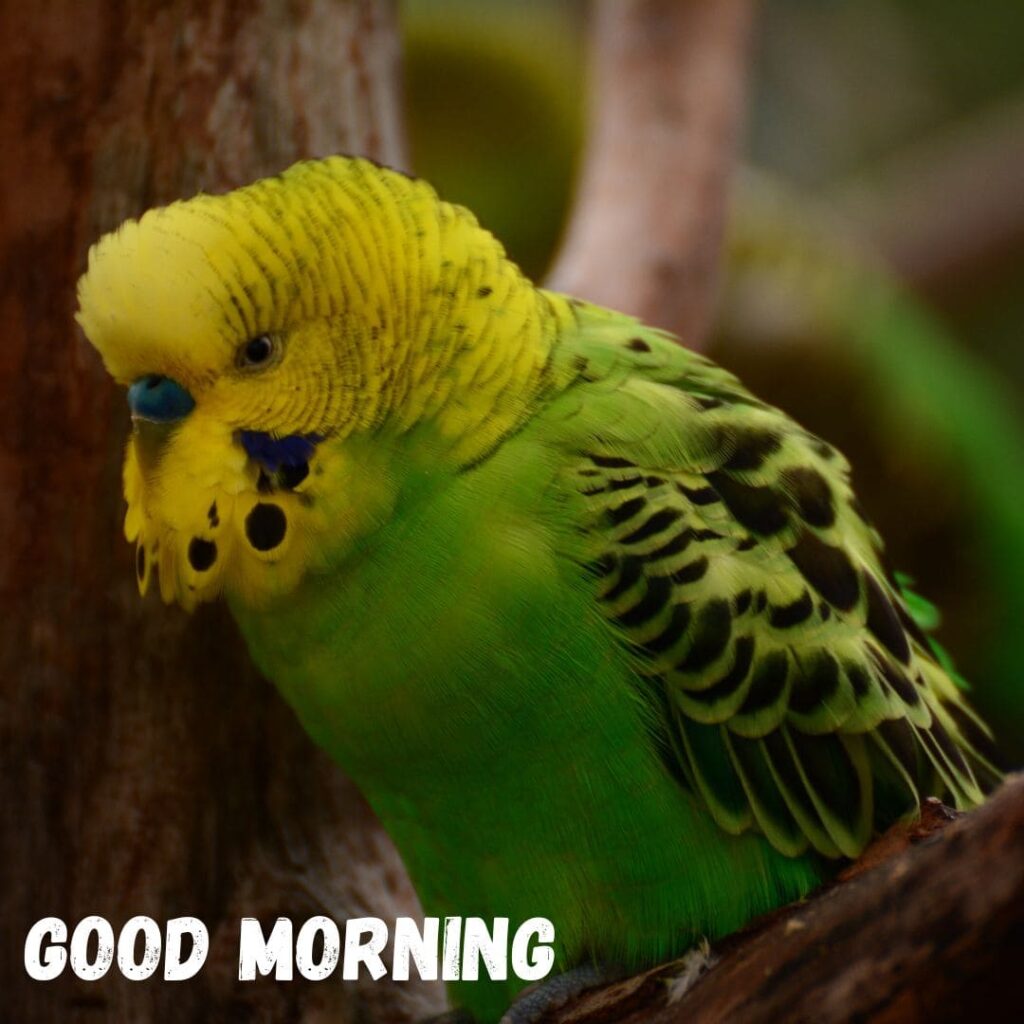 Good Morning Bird Images