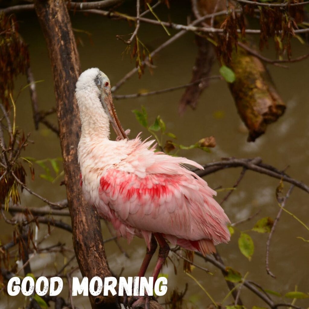 Good Morning Bird Images