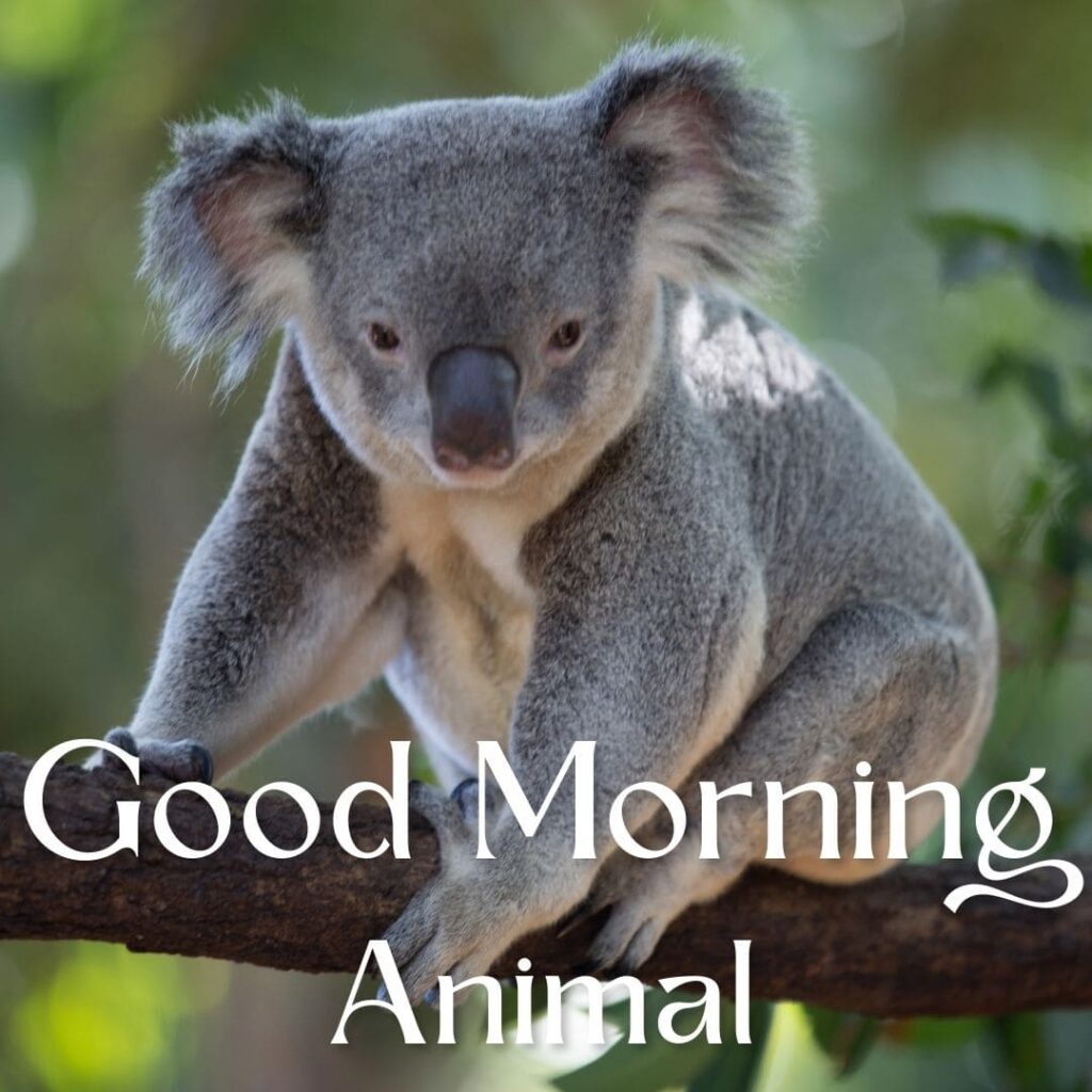 Good Morning Animal Images