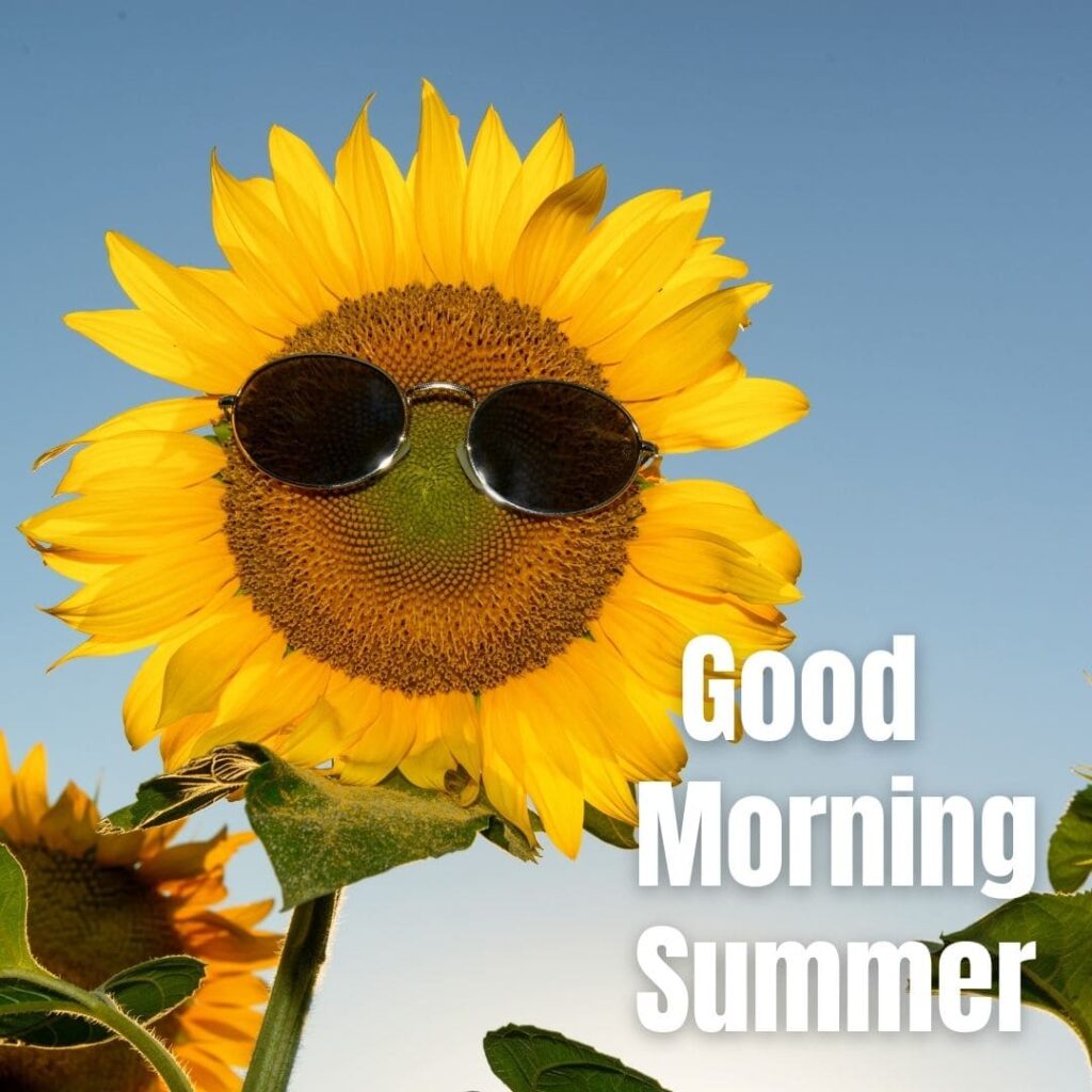 Good Morning Summer Images