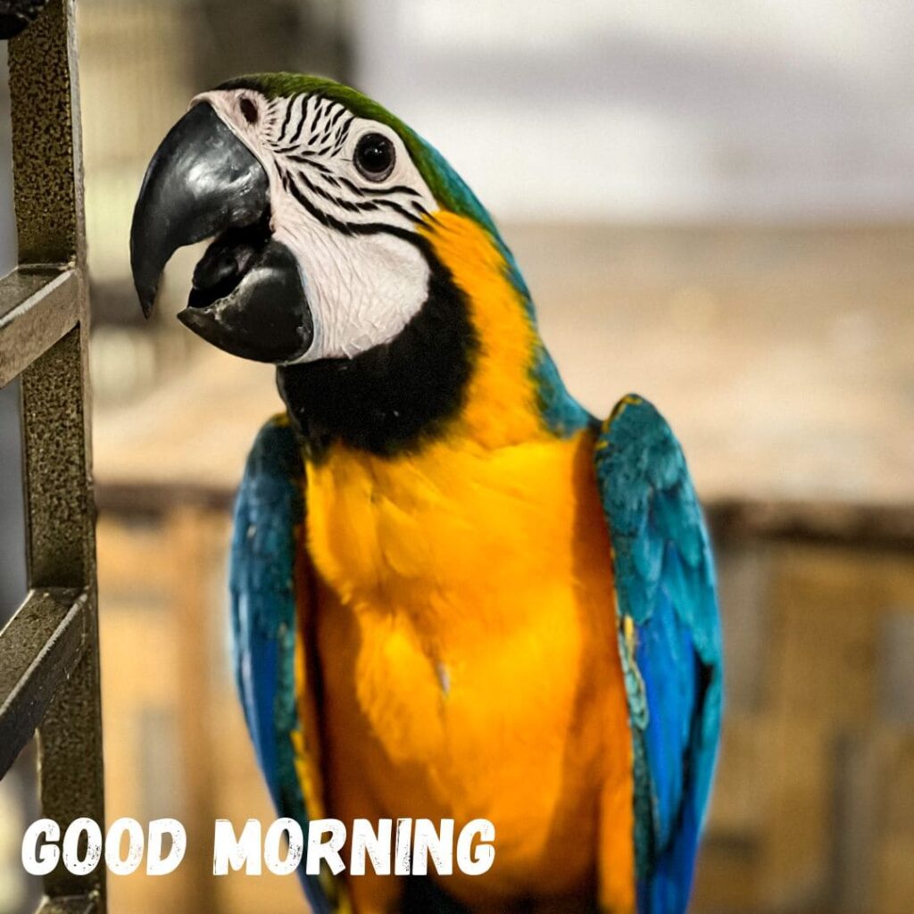 Good Morning Bird Images