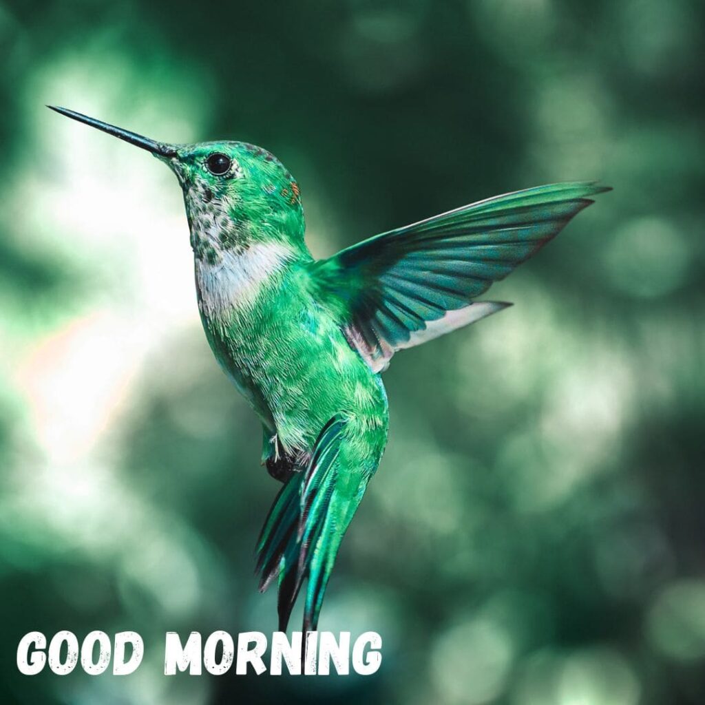 Good Morning Bird Images