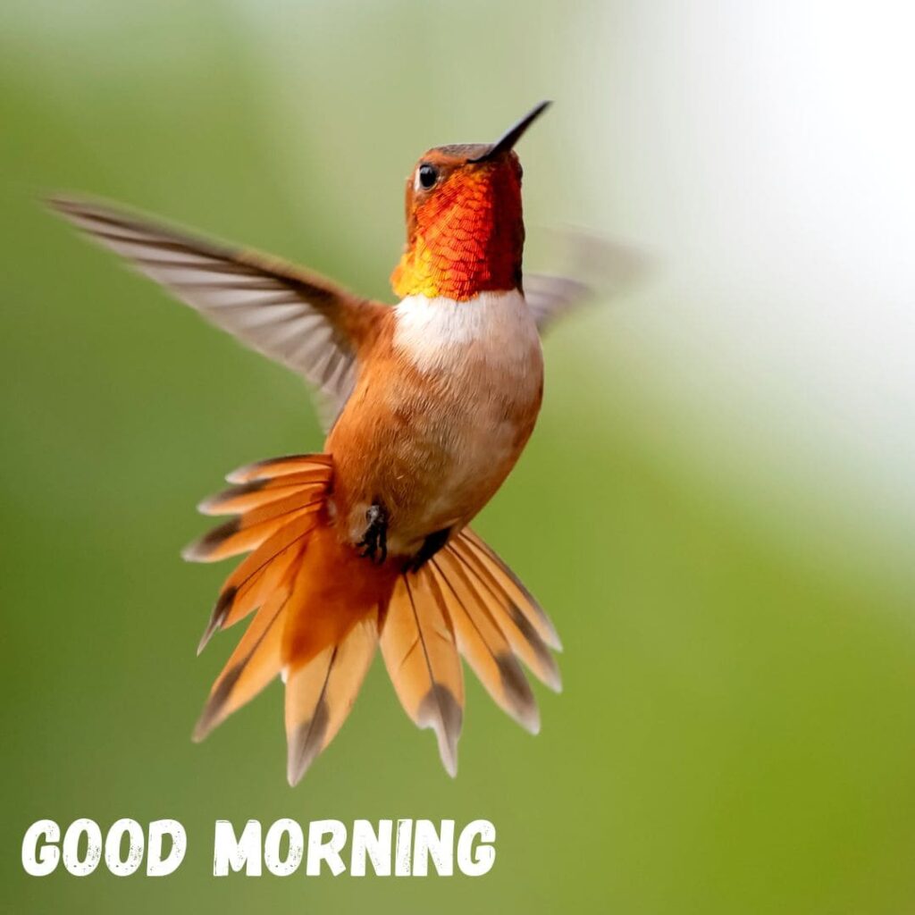 Good Morning Bird Images