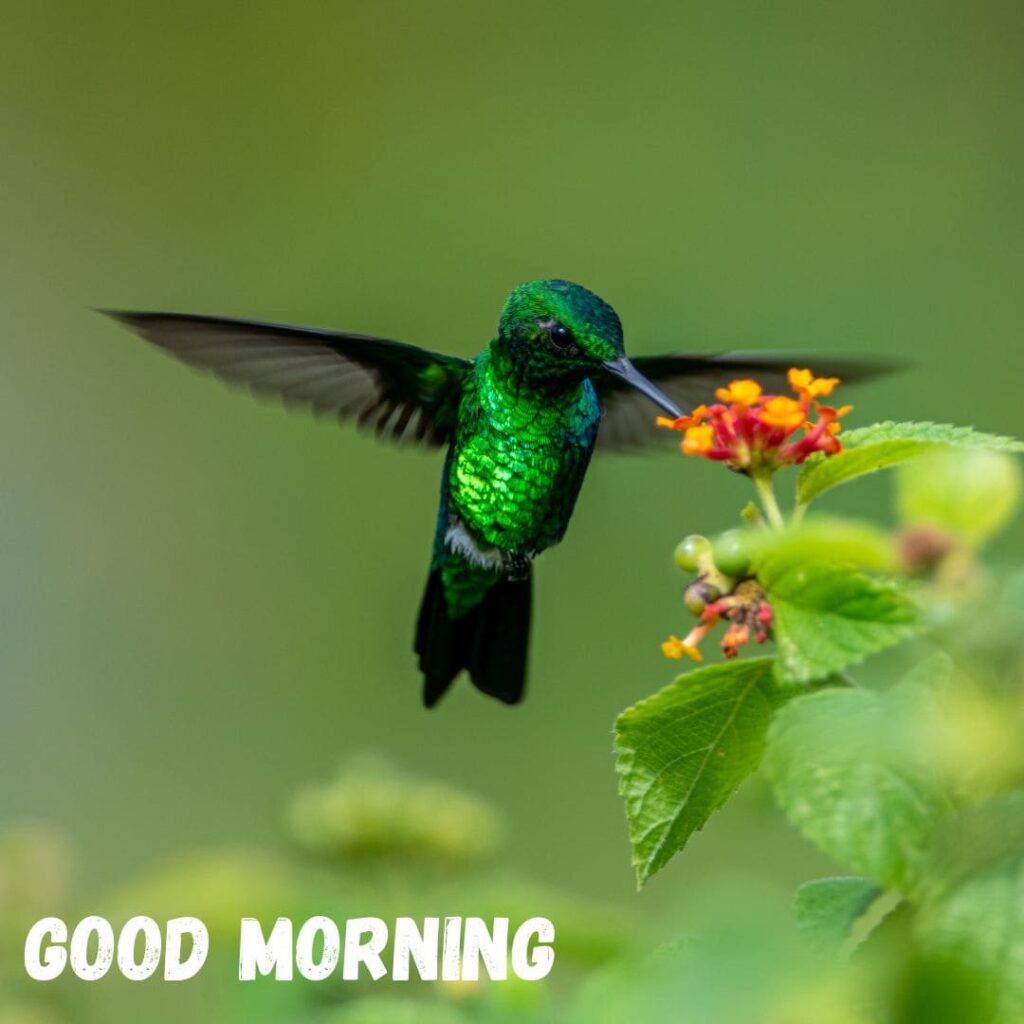 Good Morning Bird Images