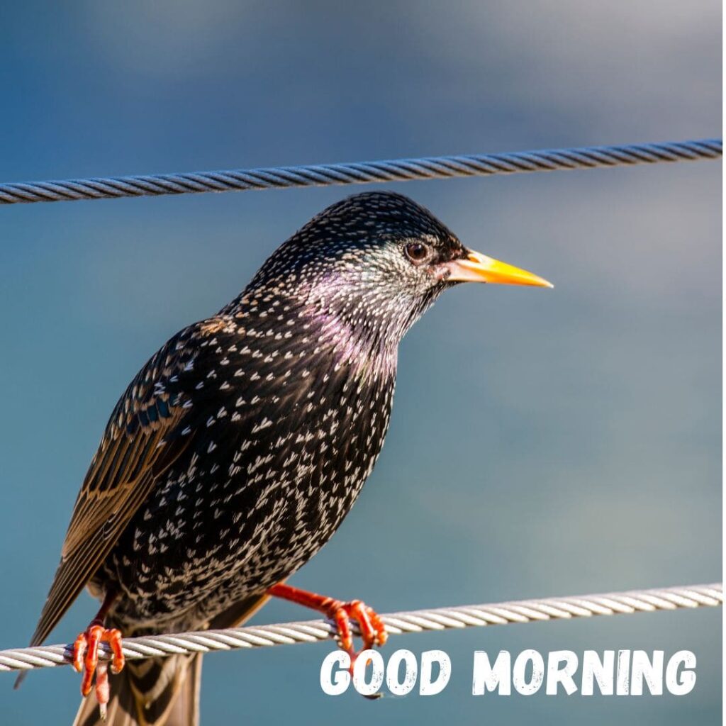 Good Morning Bird Images