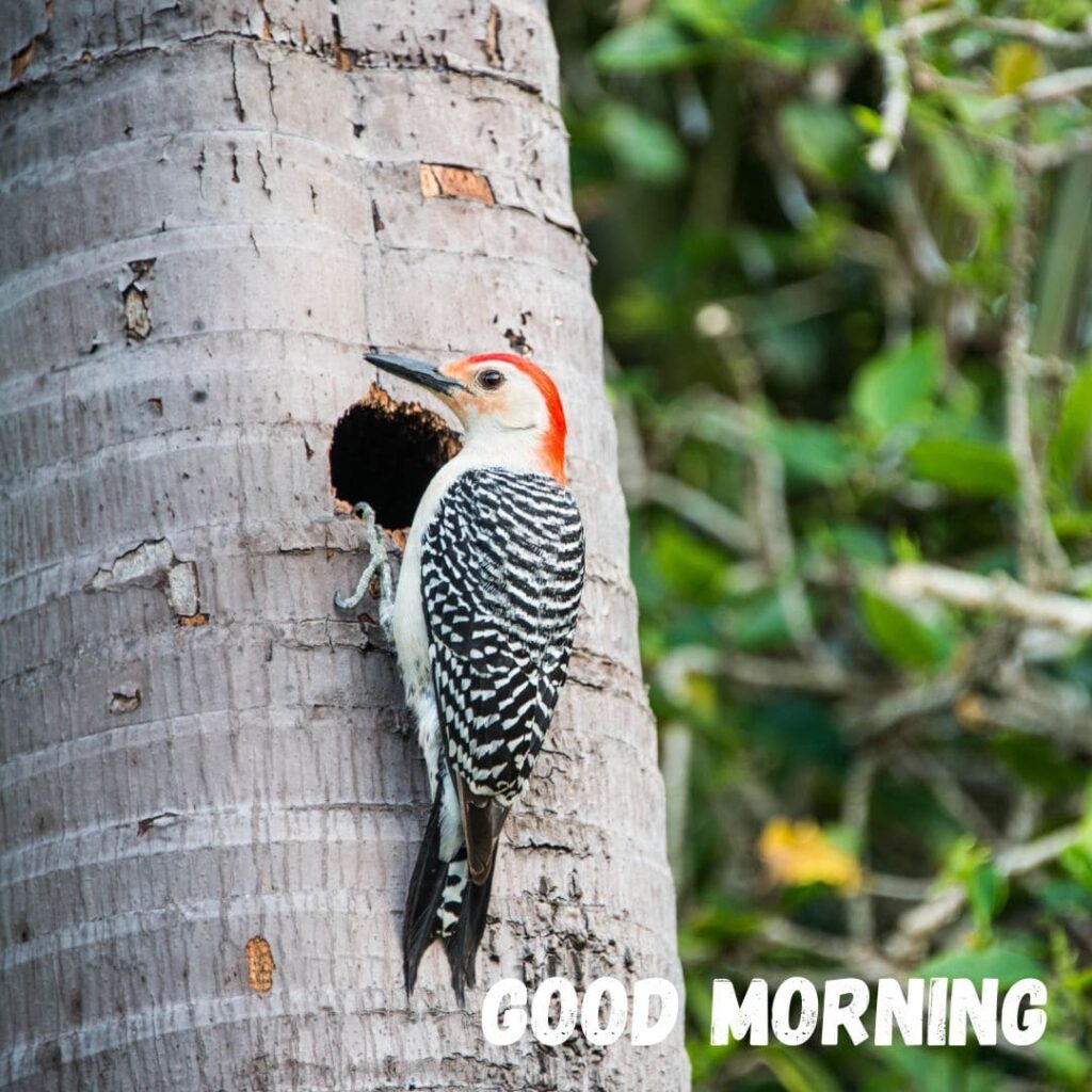 Good Morning Bird Images