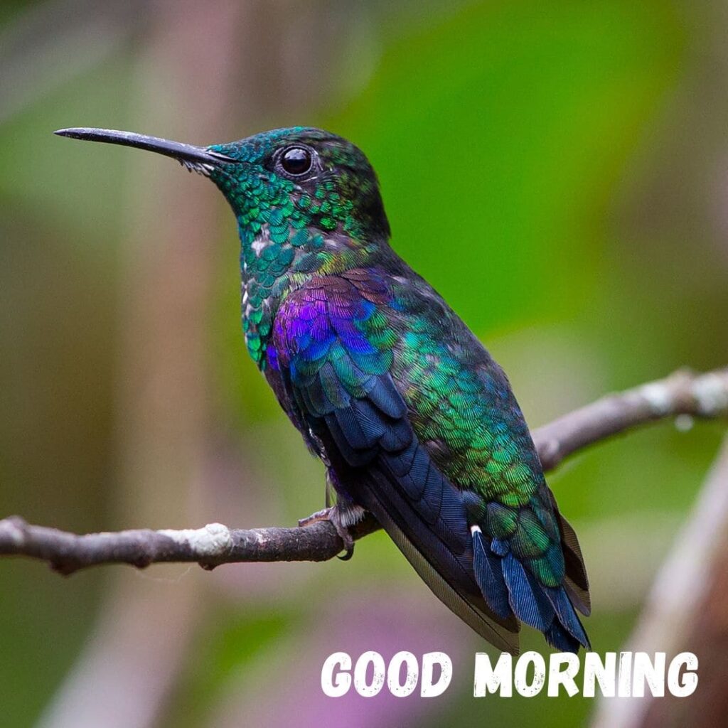 Good Morning Bird Images