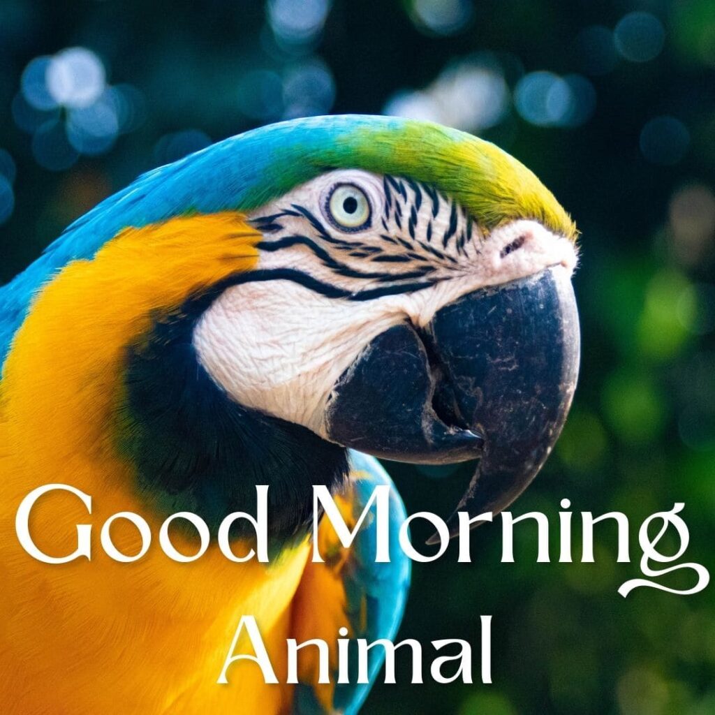 Good Morning Animal Images