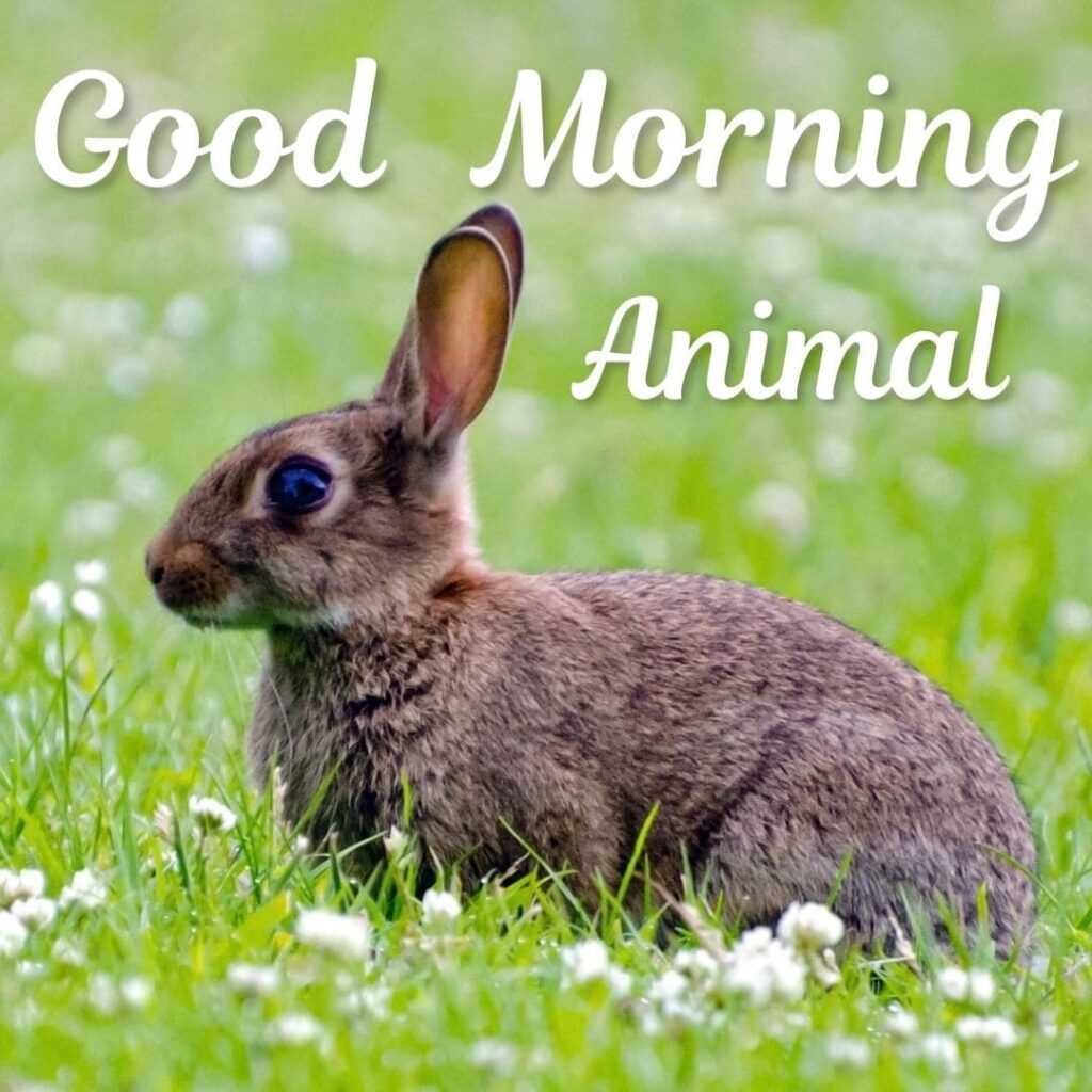 Good Morning Animal Images