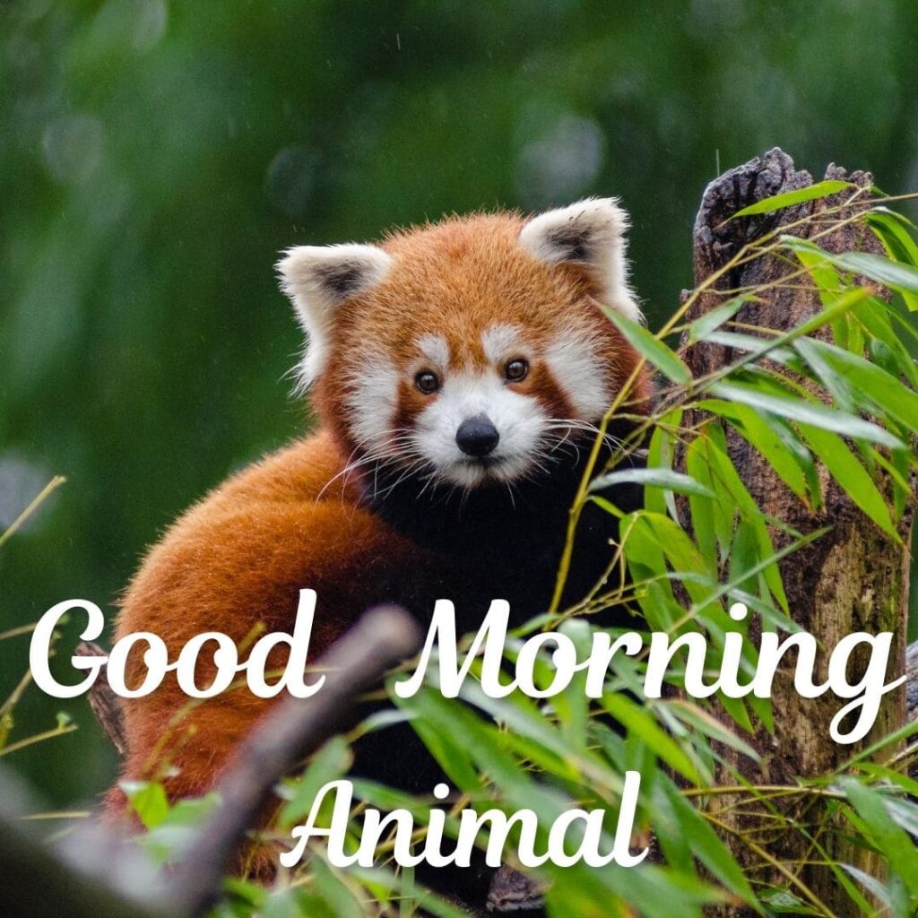 Good Morning Animal Images