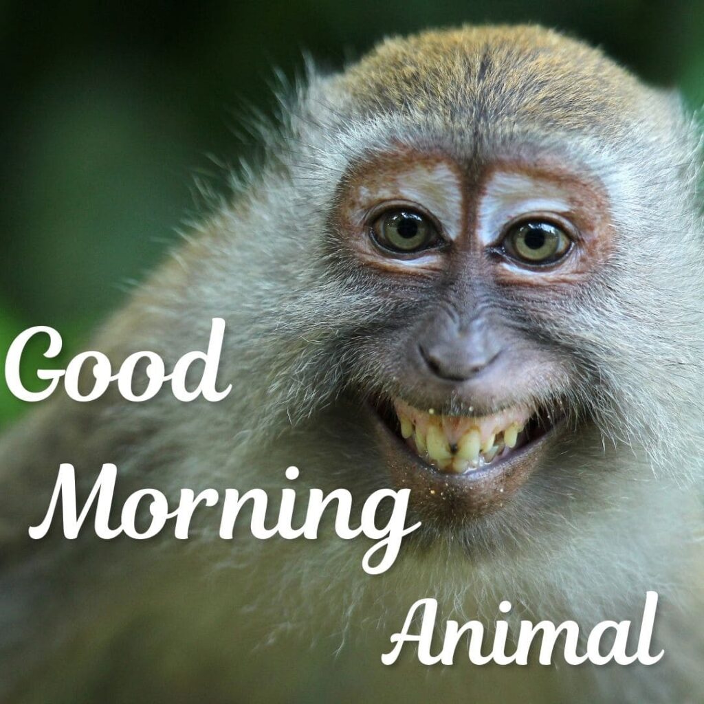 Good Morning Animal Images