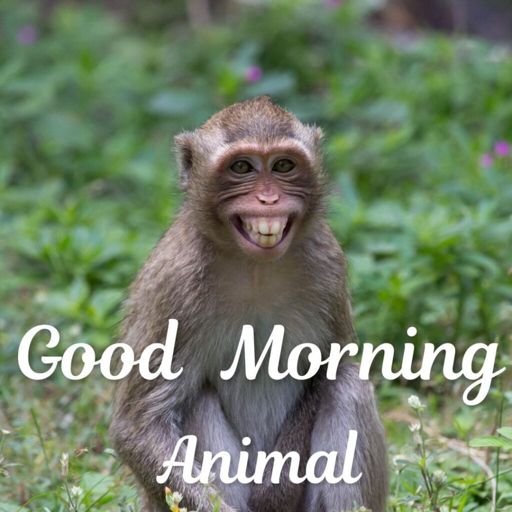 Good Morning Animal Images