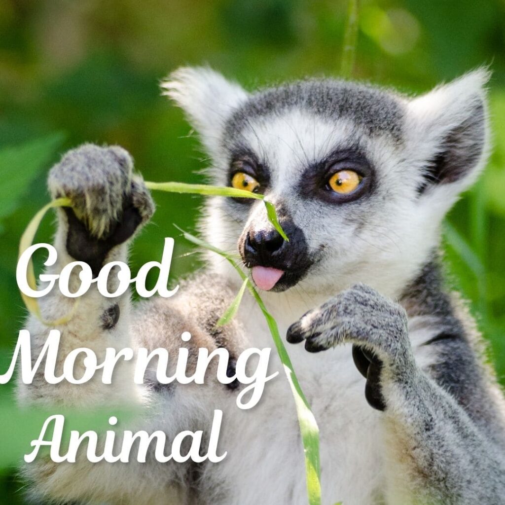 Good Morning Animal Images