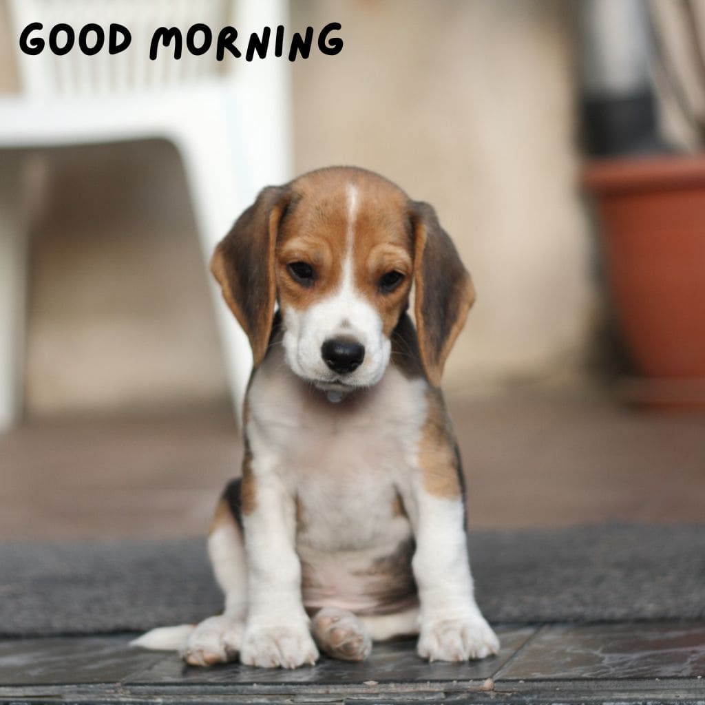 Good Morning Puppy Images