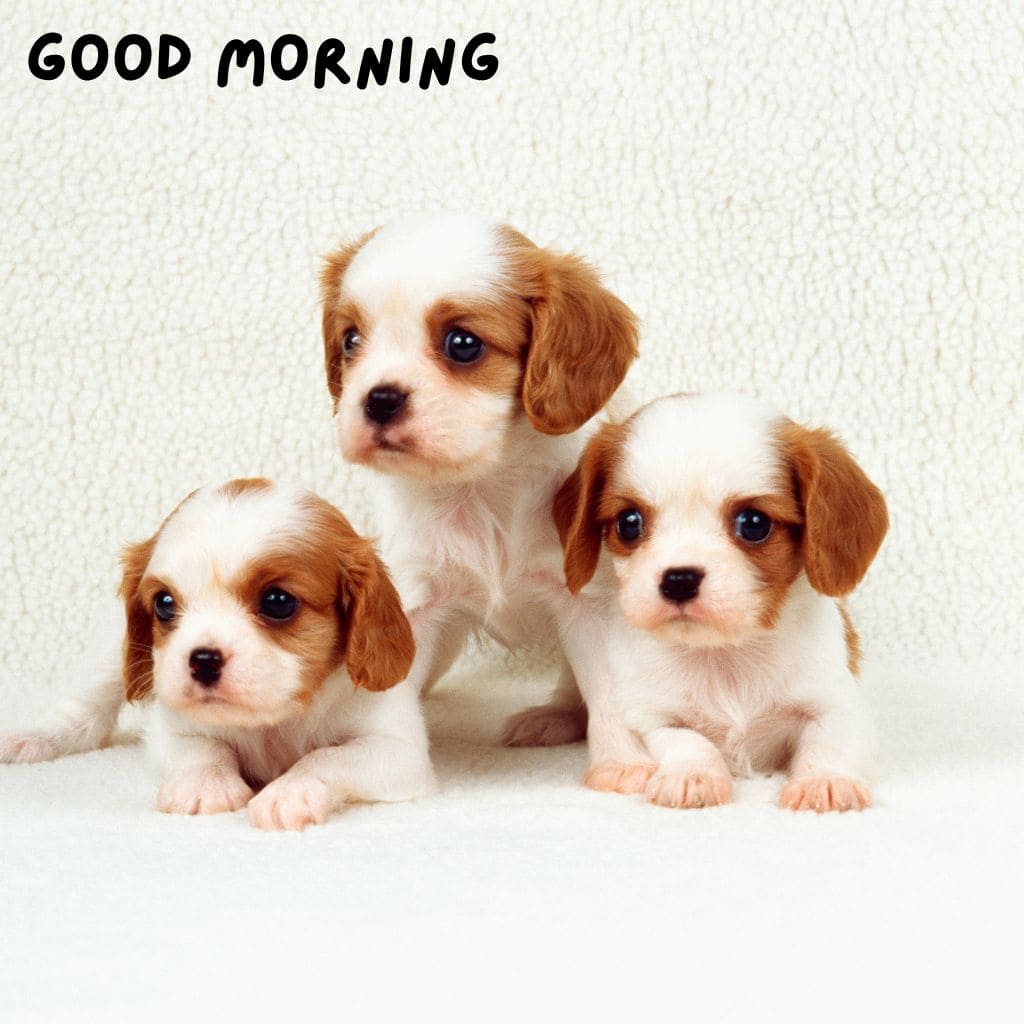 Good Morning Puppy Images