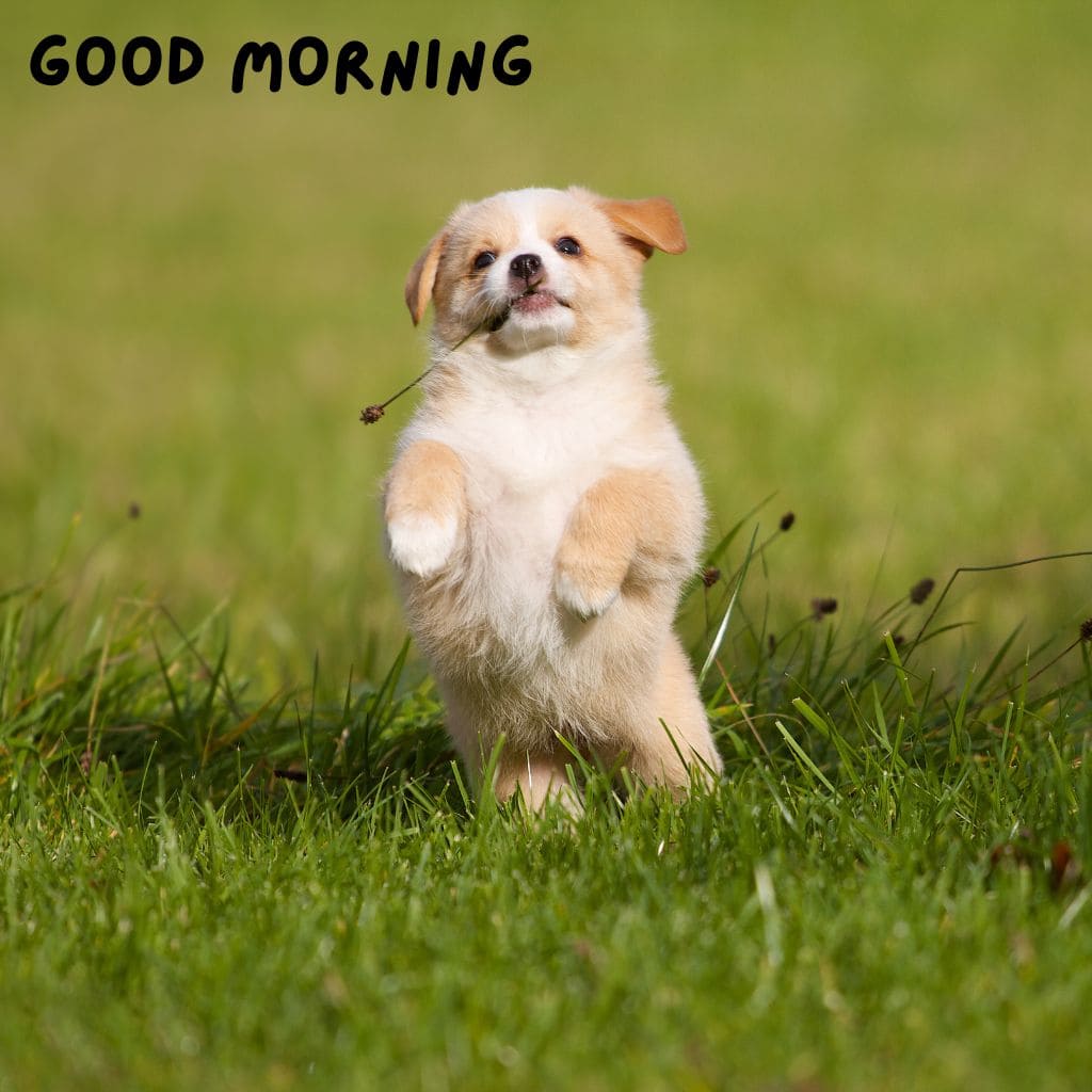 Good Morning Puppy Images