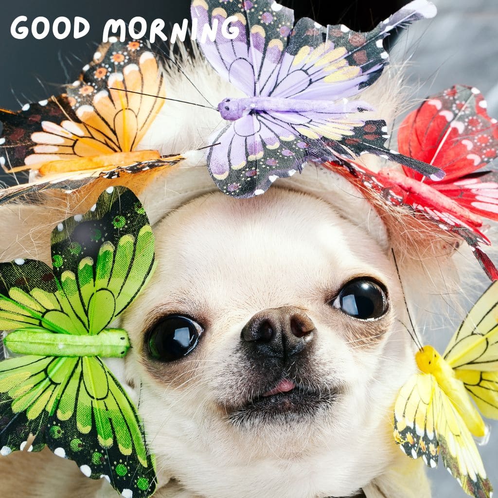 Good Morning Puppy Images