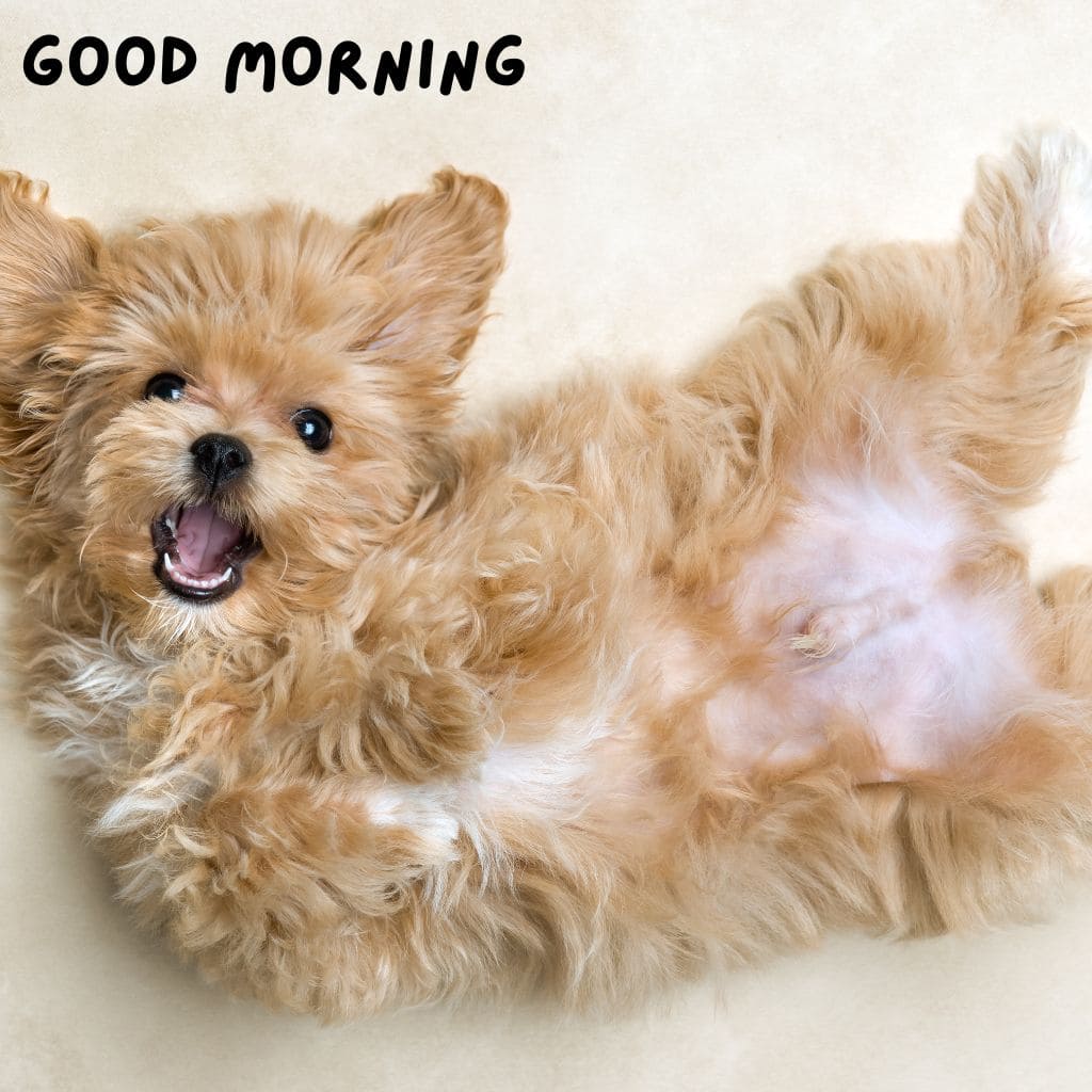 Good Morning Puppy Images